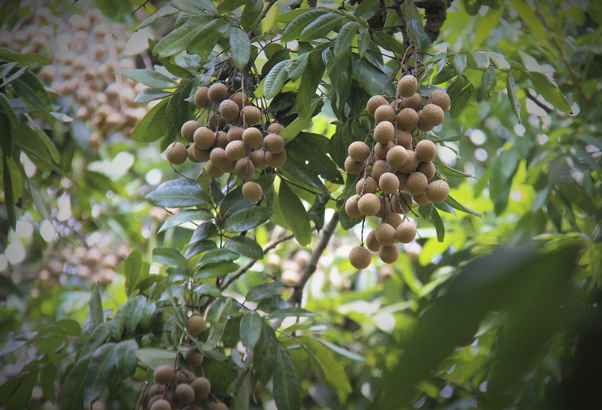 cay nhan to hon 130 tuoi anh 13
