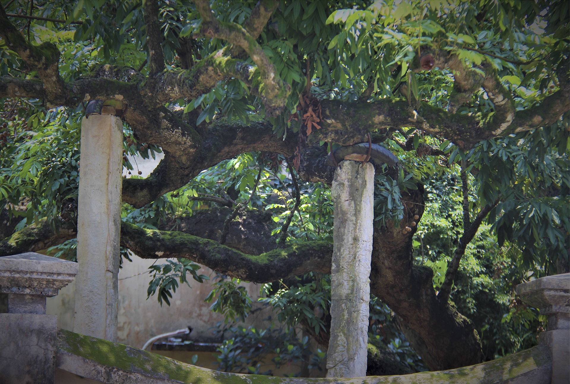 cay nhan to hon 130 tuoi anh 7