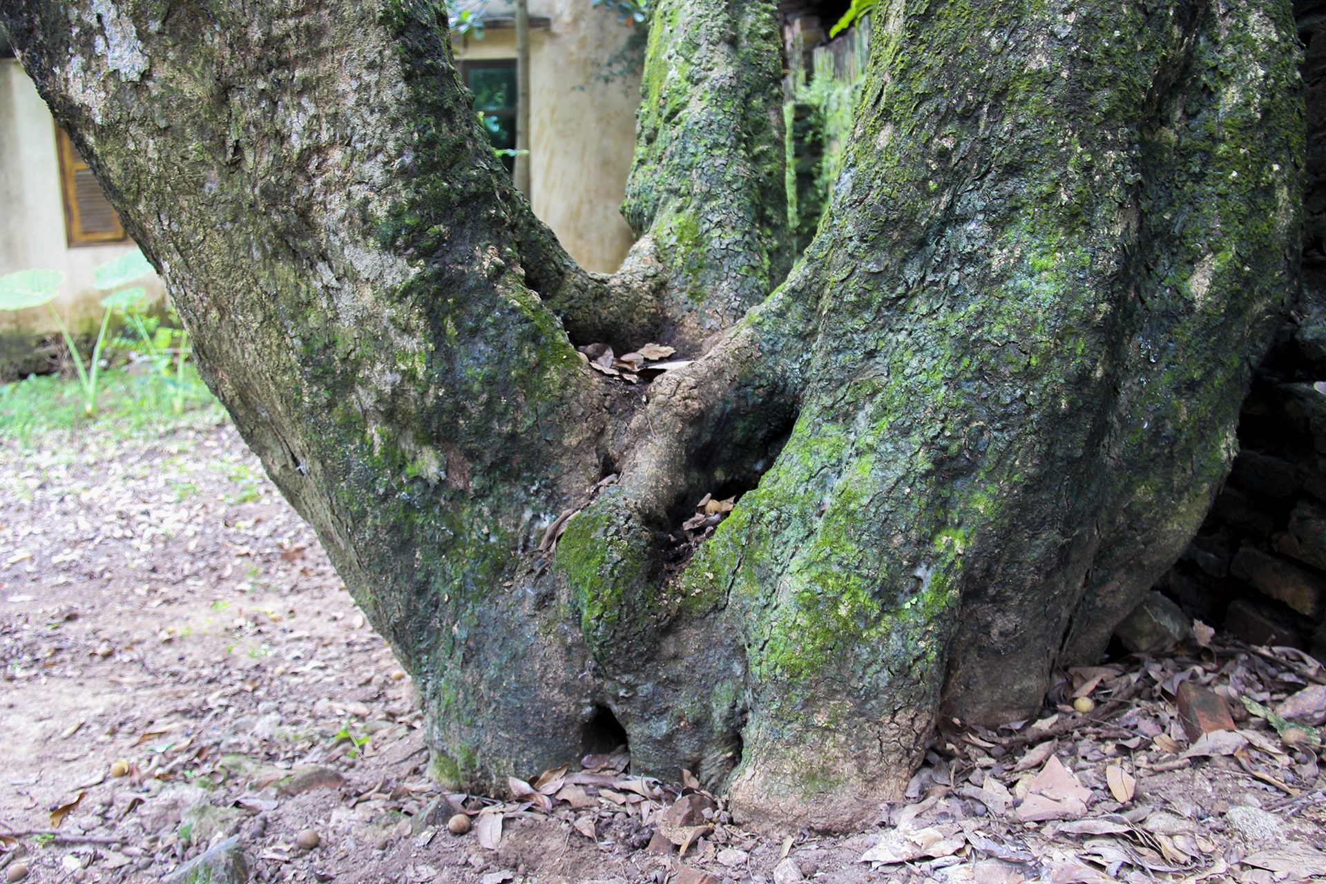 cay nhan to hon 130 tuoi anh 2