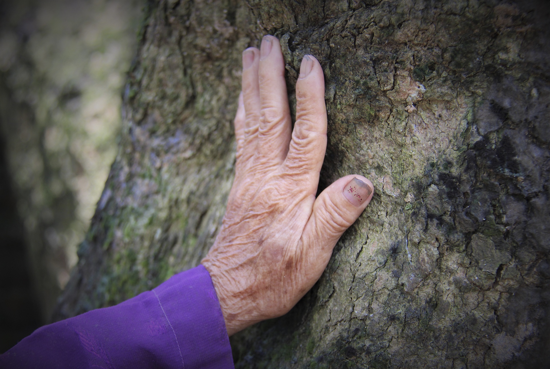 cay nhan to hon 130 tuoi anh 5