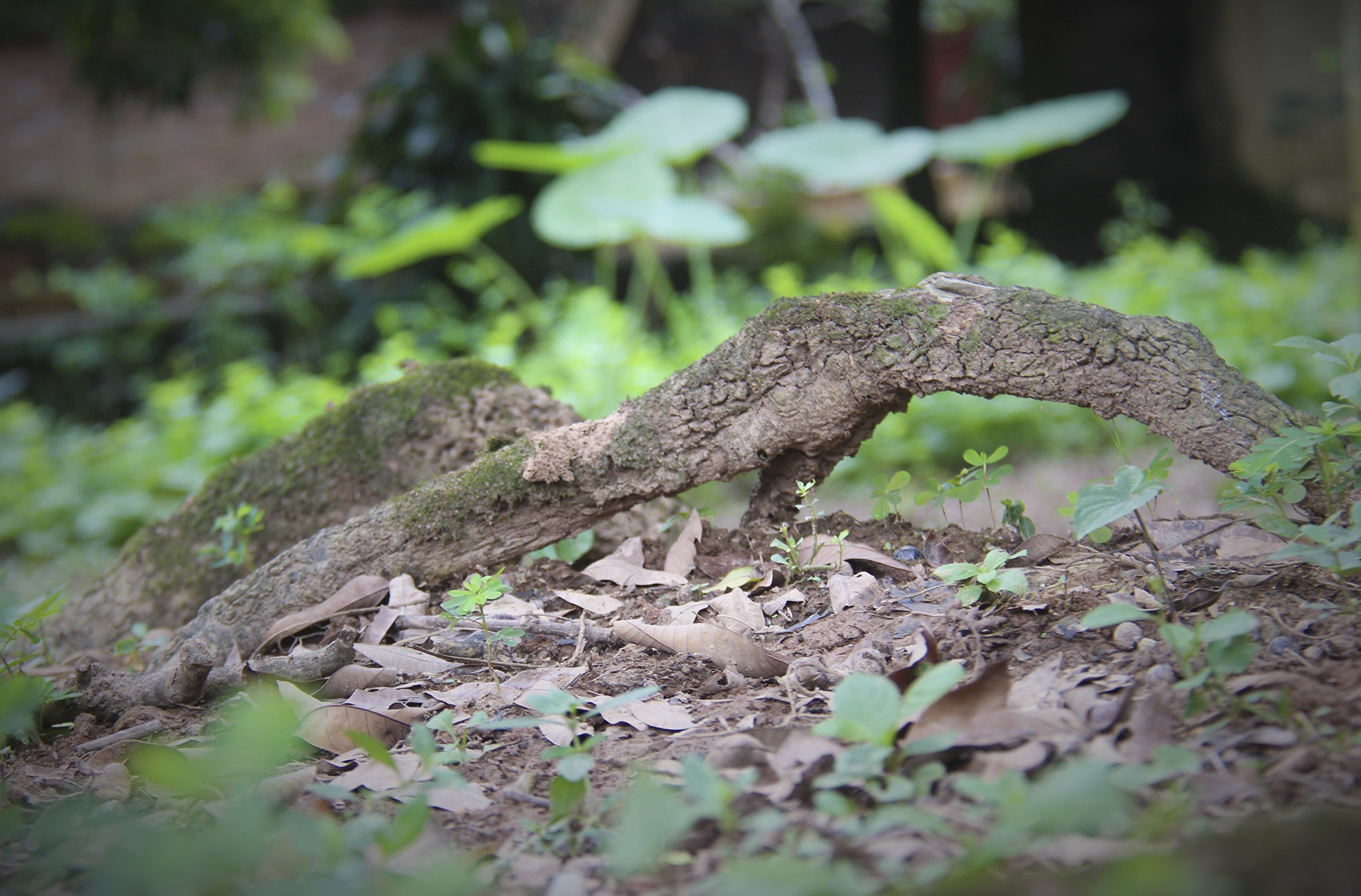 cay nhan to hon 130 tuoi anh 10