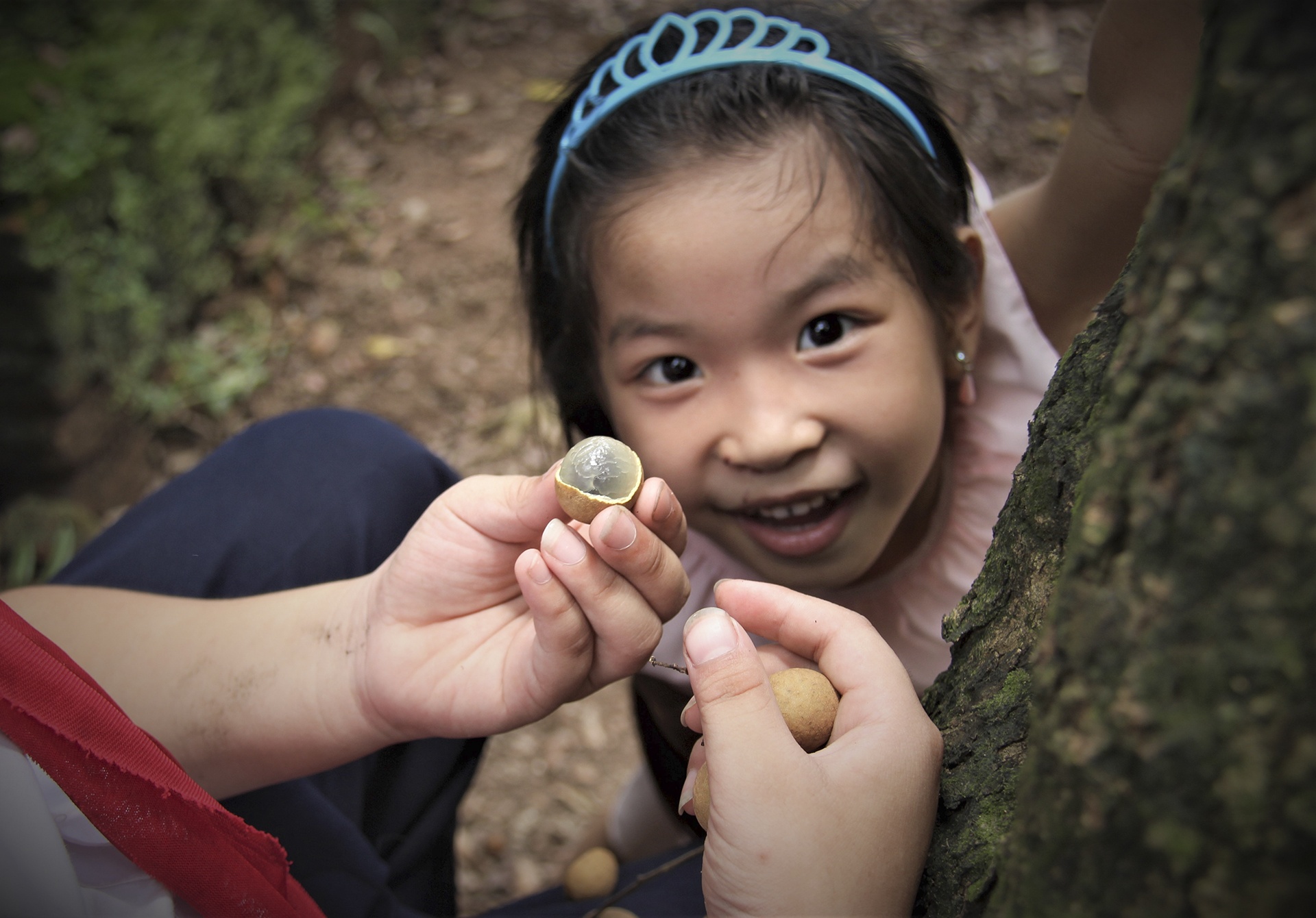 cay nhan to hon 130 tuoi anh 12