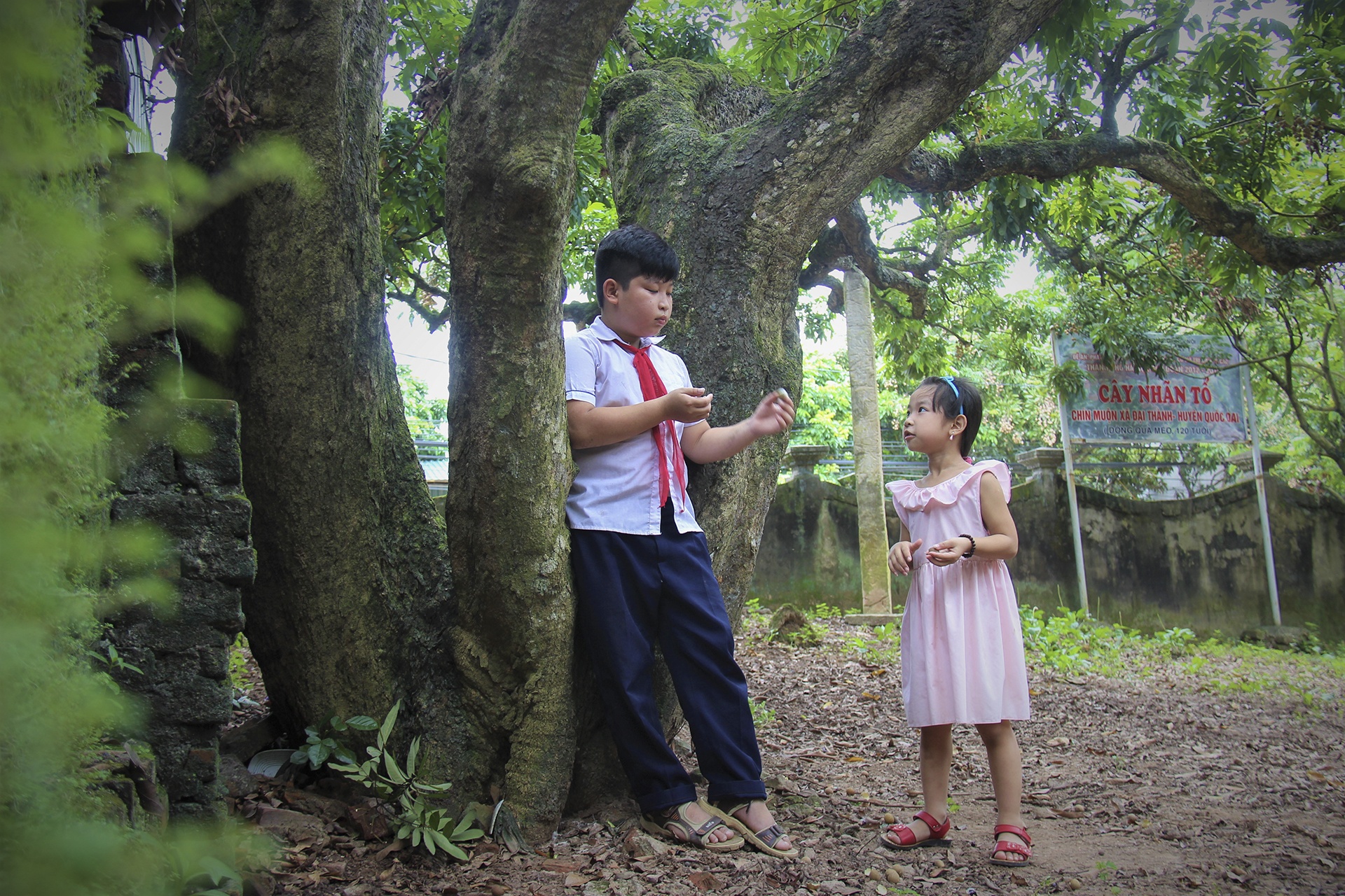 cay nhan to hon 130 tuoi anh 11