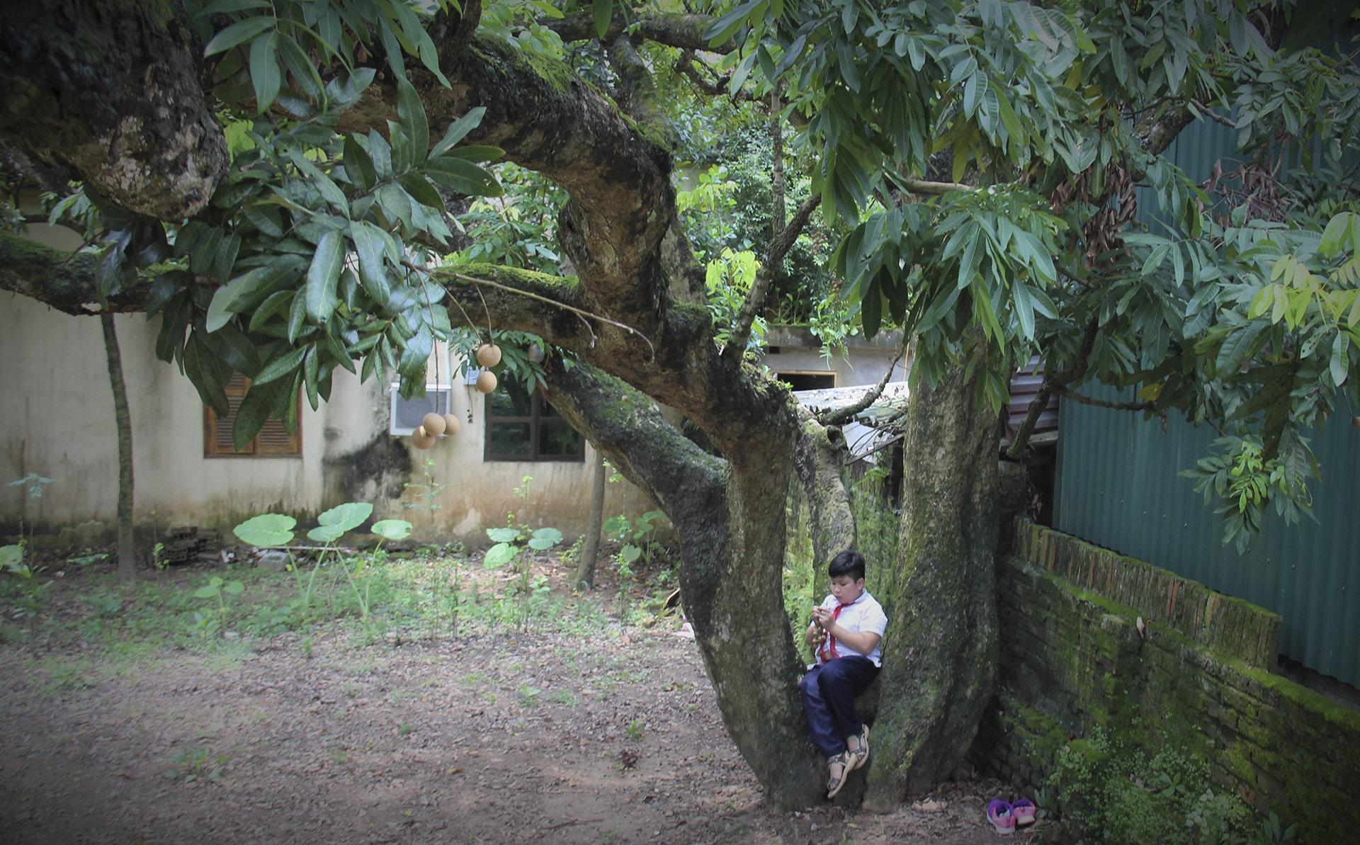 cay nhan to hon 130 tuoi anh 3