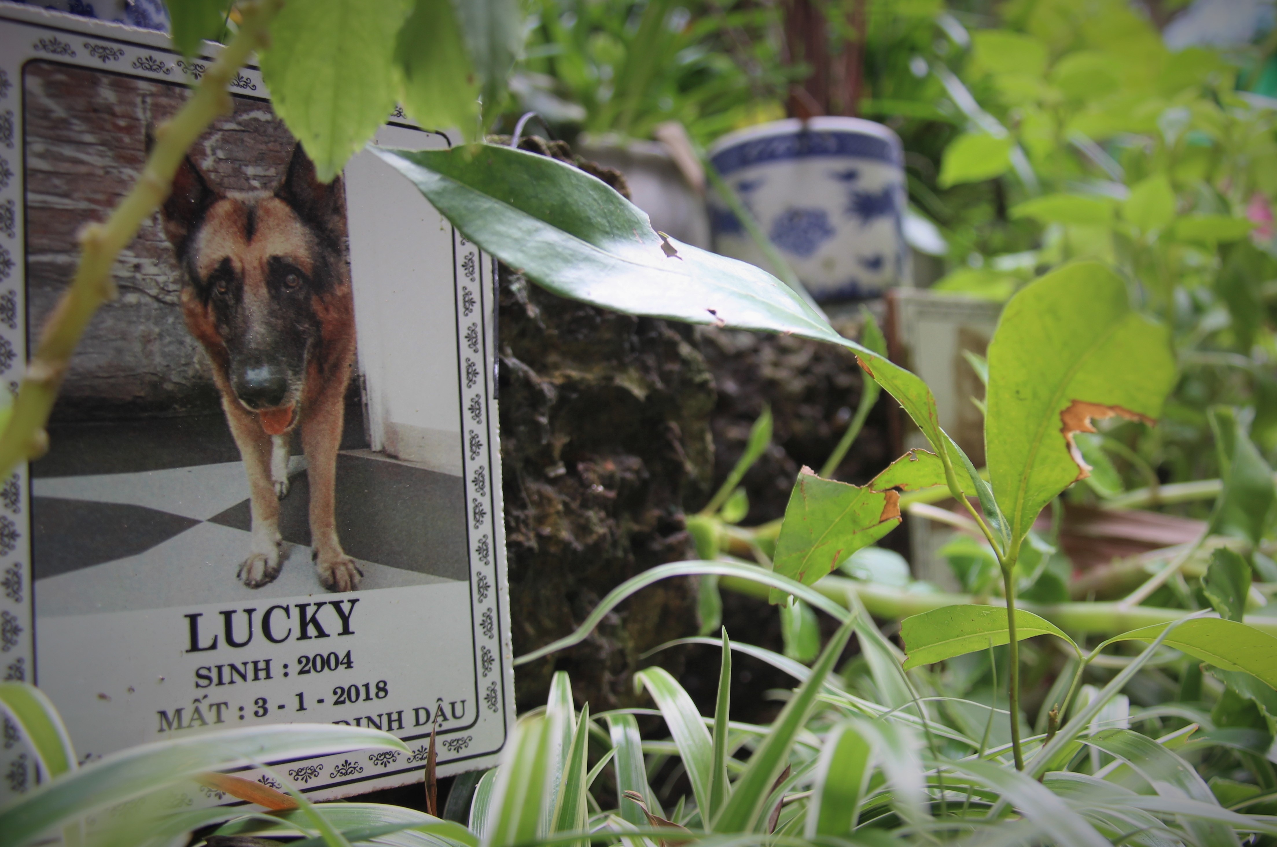 Noi yen nghi cua hon 5.000 thu cung giua long thu do hinh anh