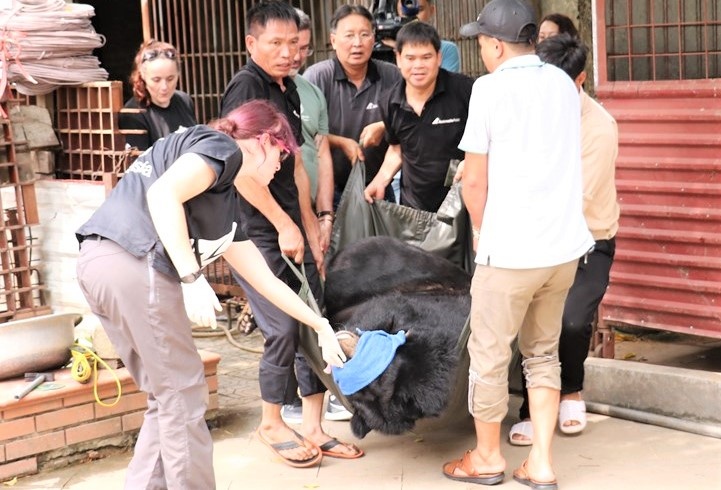 cuu ho gau ngua anh 1