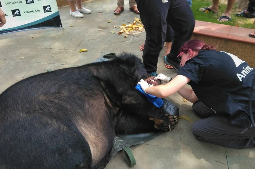 Nguoi dan ban giao gau ngua nang 200 kg hinh anh
