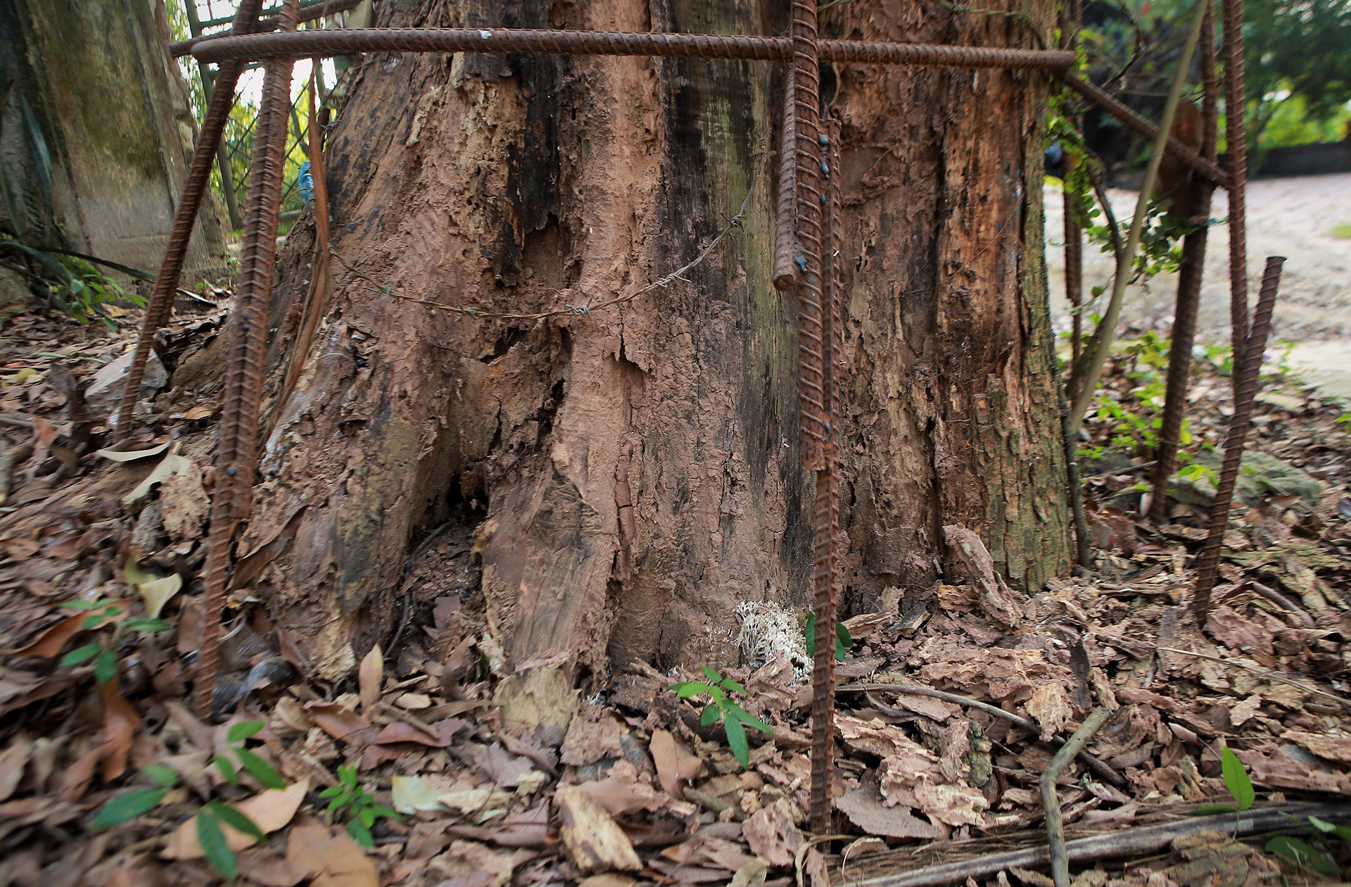 Cay sua do 130 tuoi duoc dinh gia 50 ty o Ha Noi hinh anh