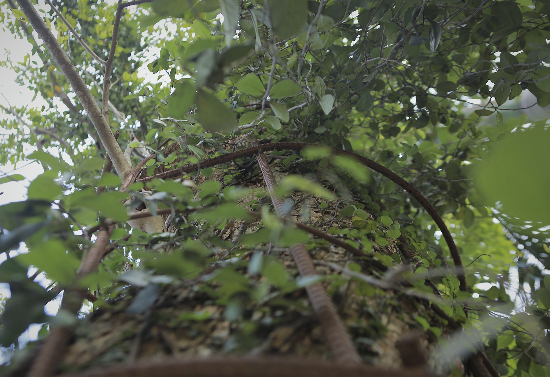 cay sua tram tuoi anh 9