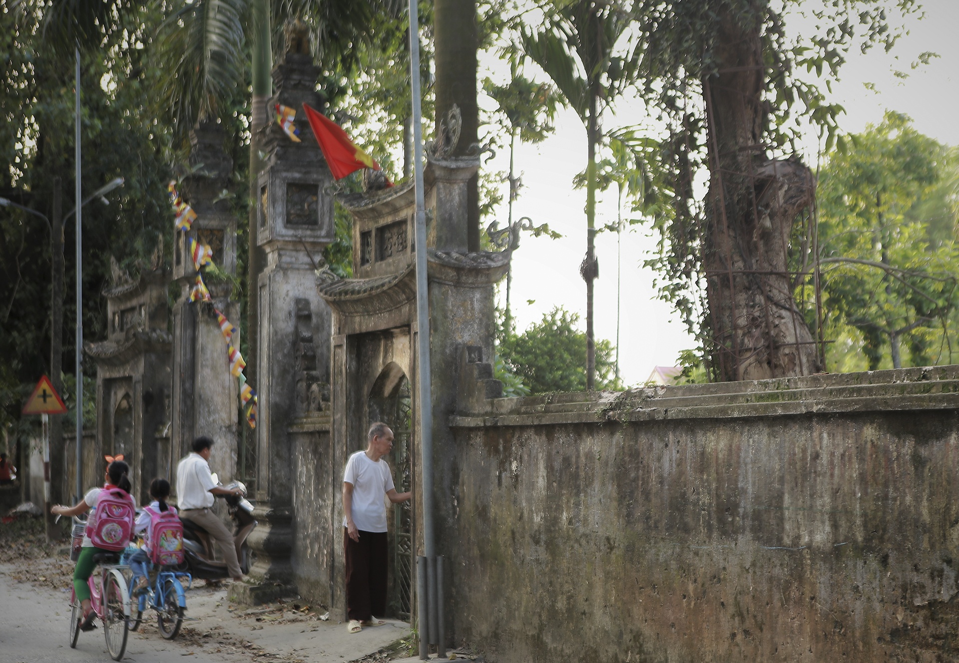 cay sua tram tuoi anh 11