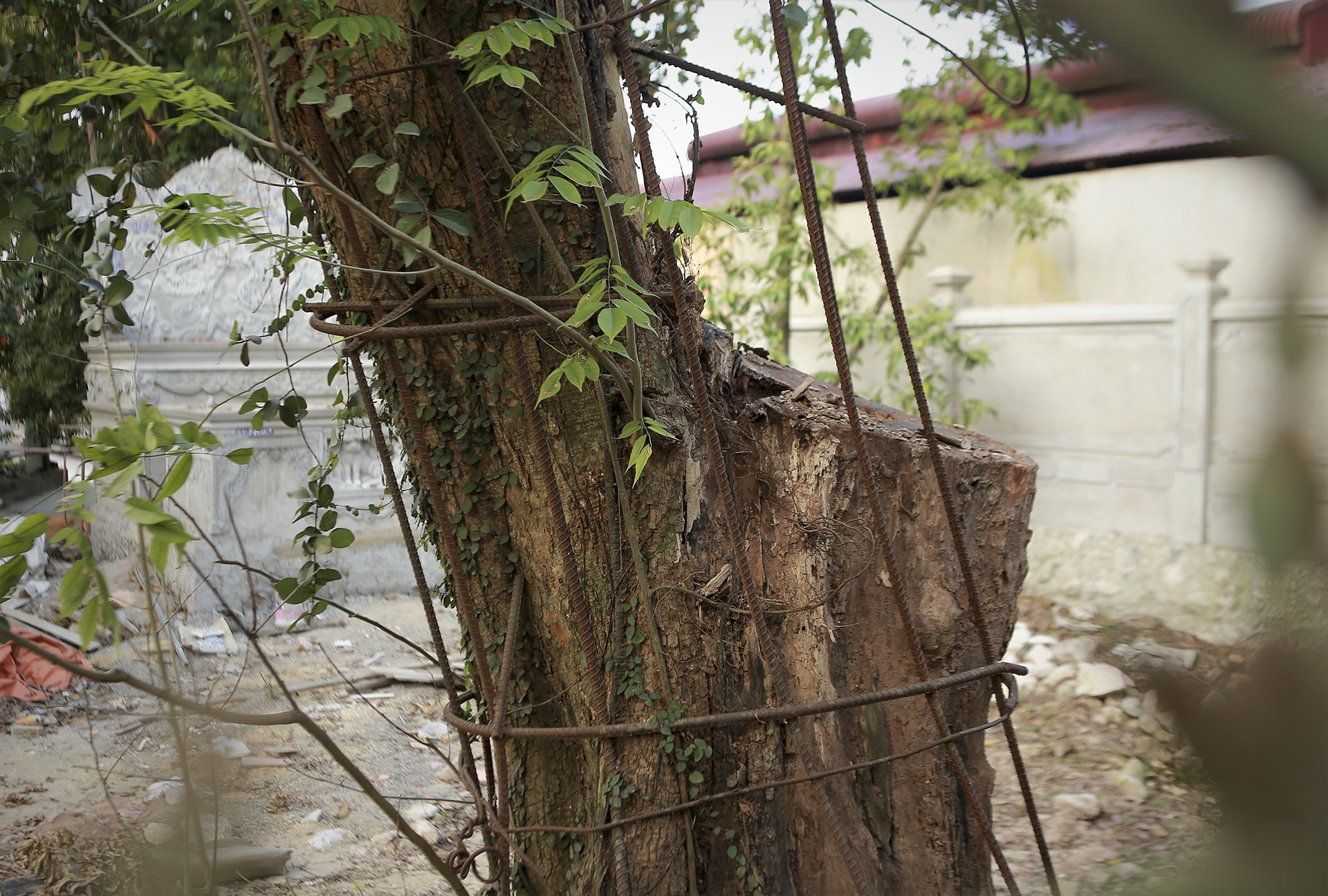 cay sua tram tuoi anh 3