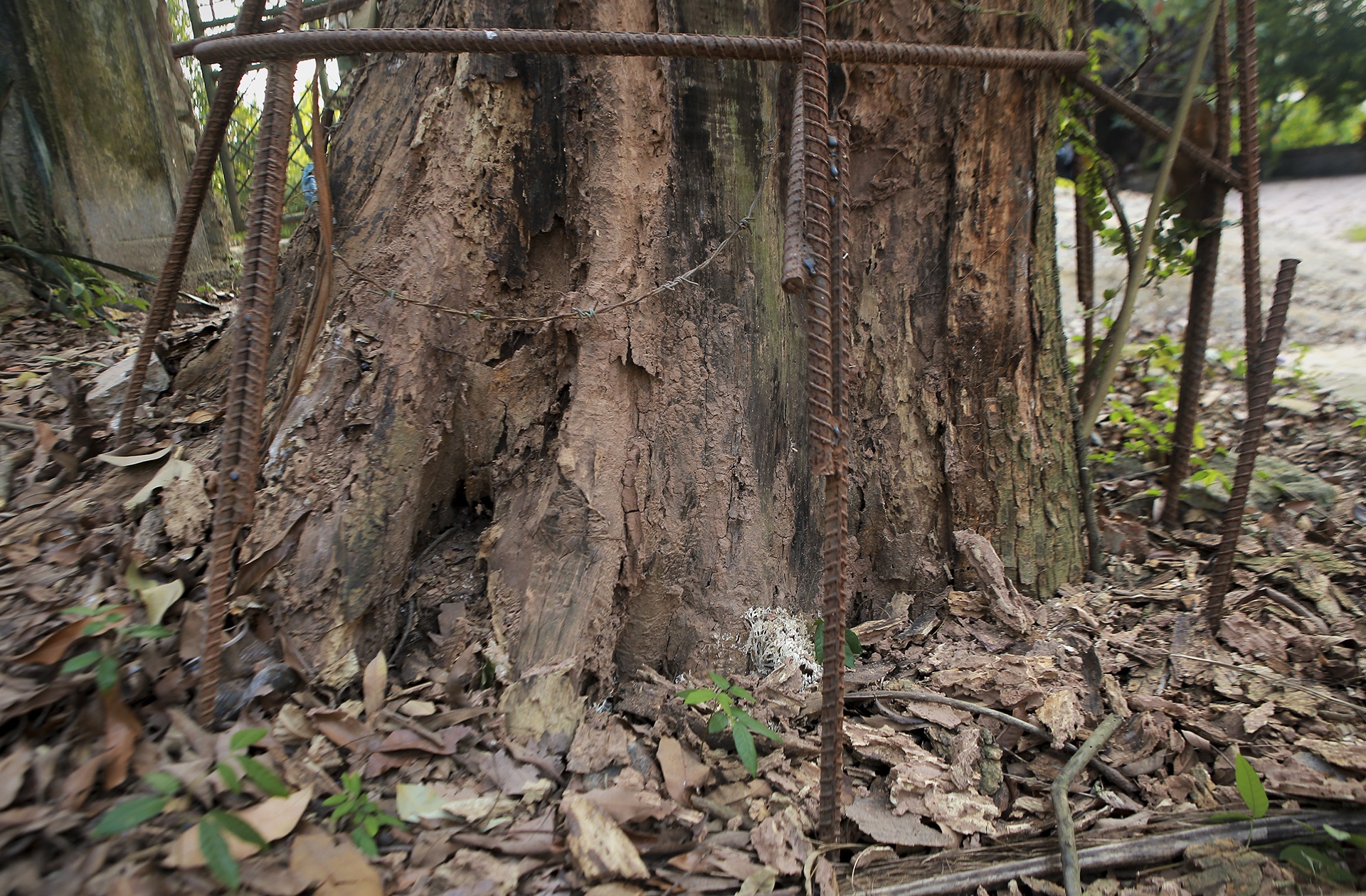cay sua tram tuoi anh 2