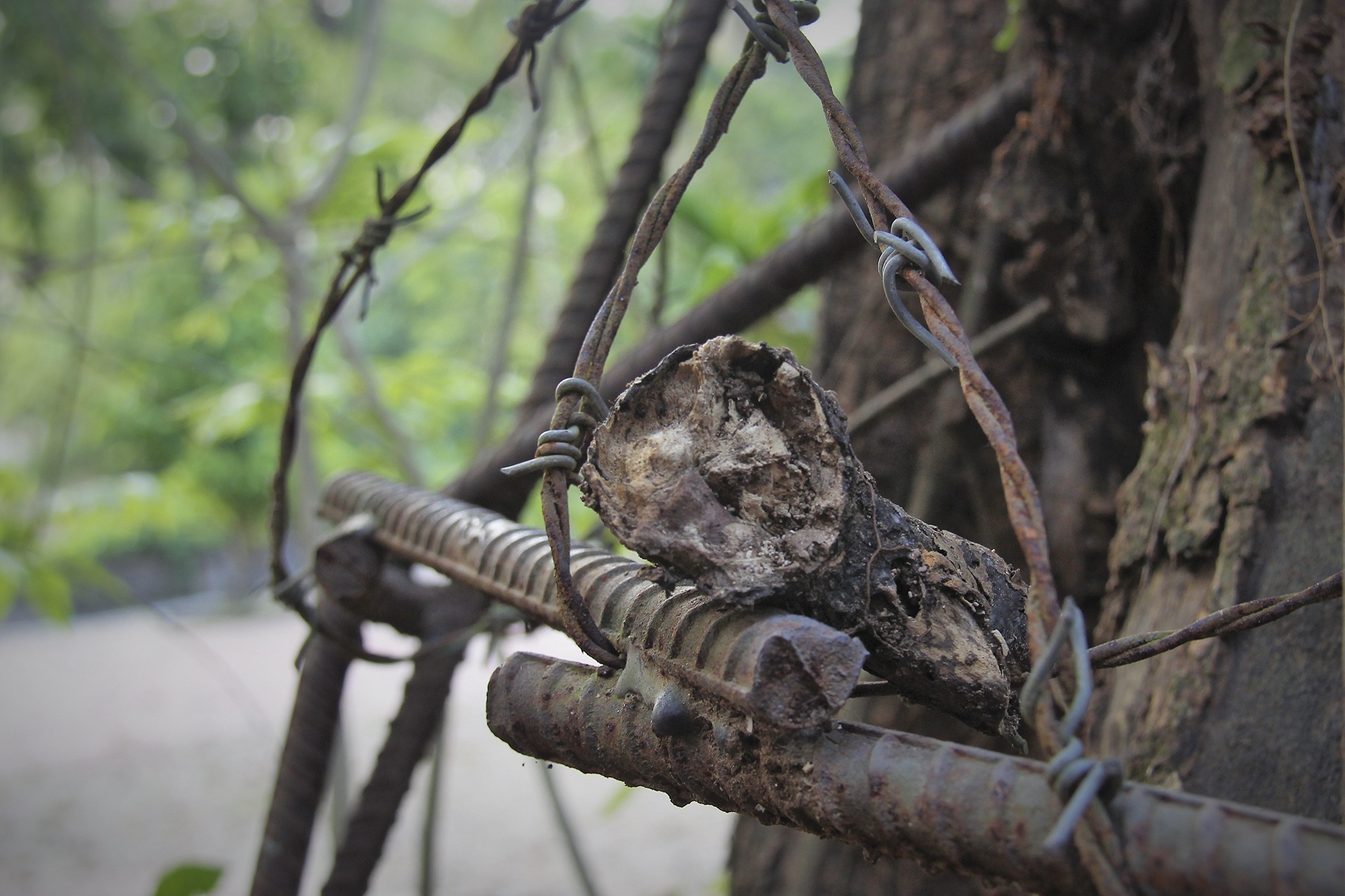 cay sua tram tuoi anh 4