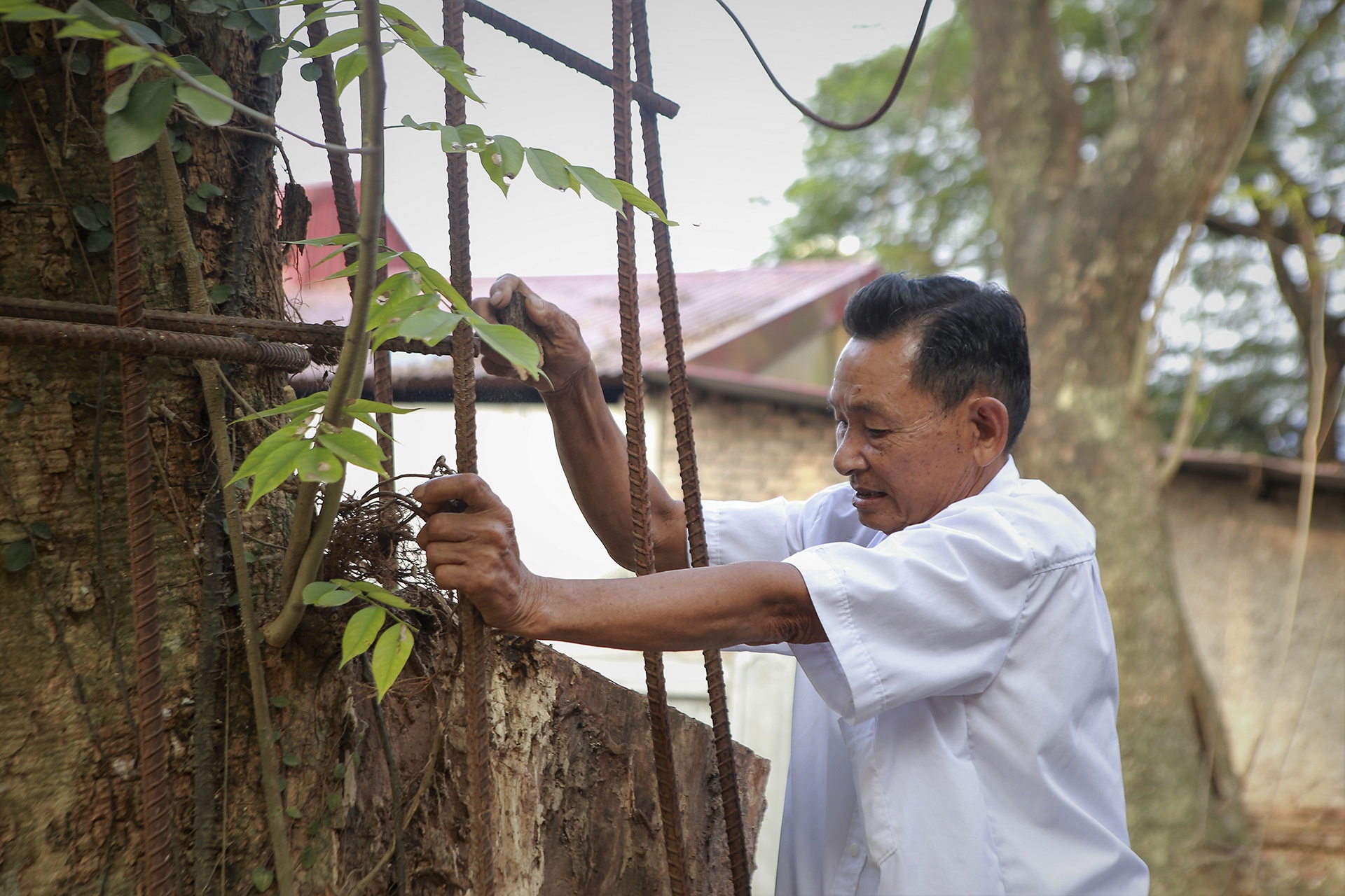 Dan lang mong cay sua 130 tuoi som duoc dau gia hinh anh