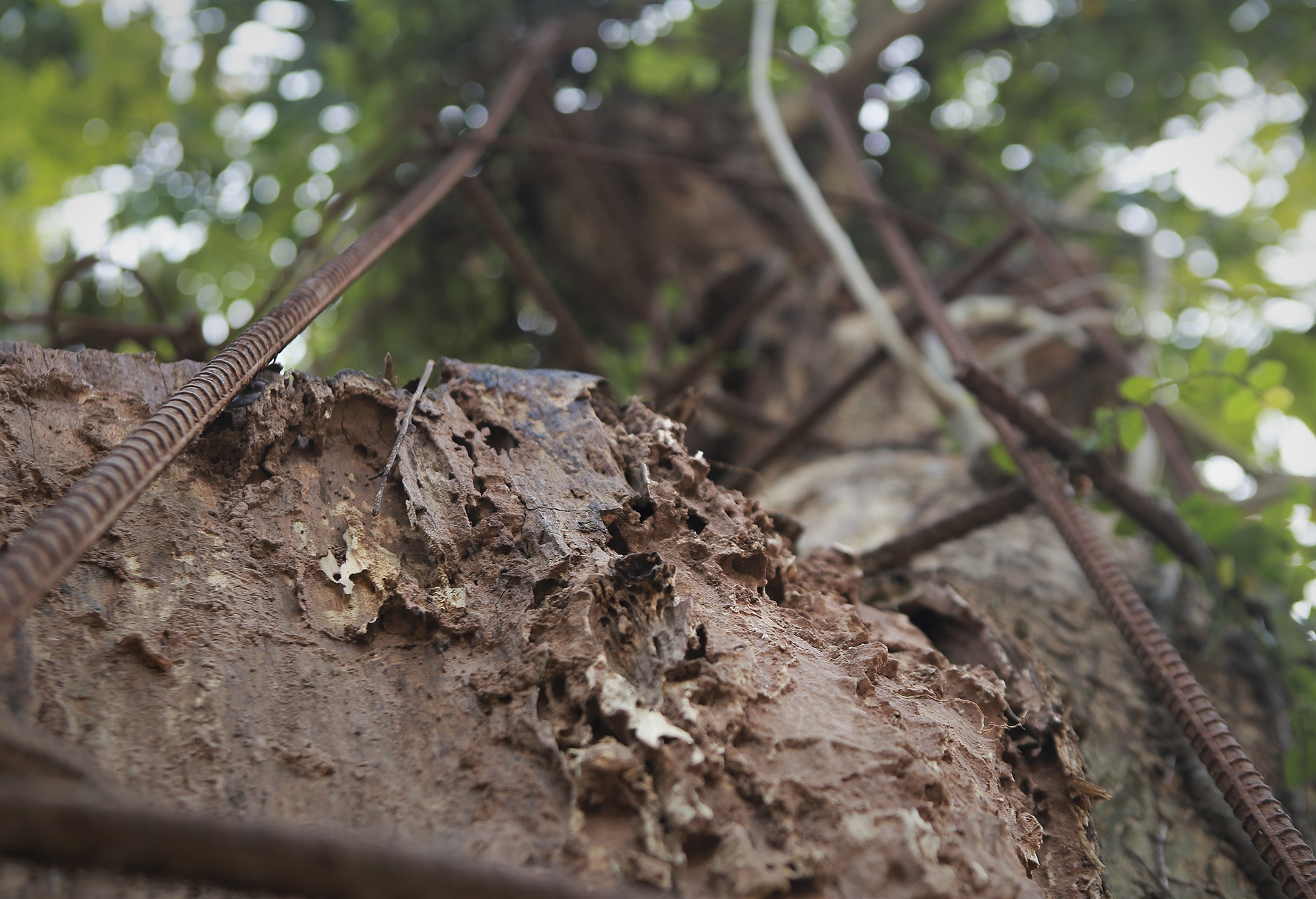 cay sua tram tuoi anh 7