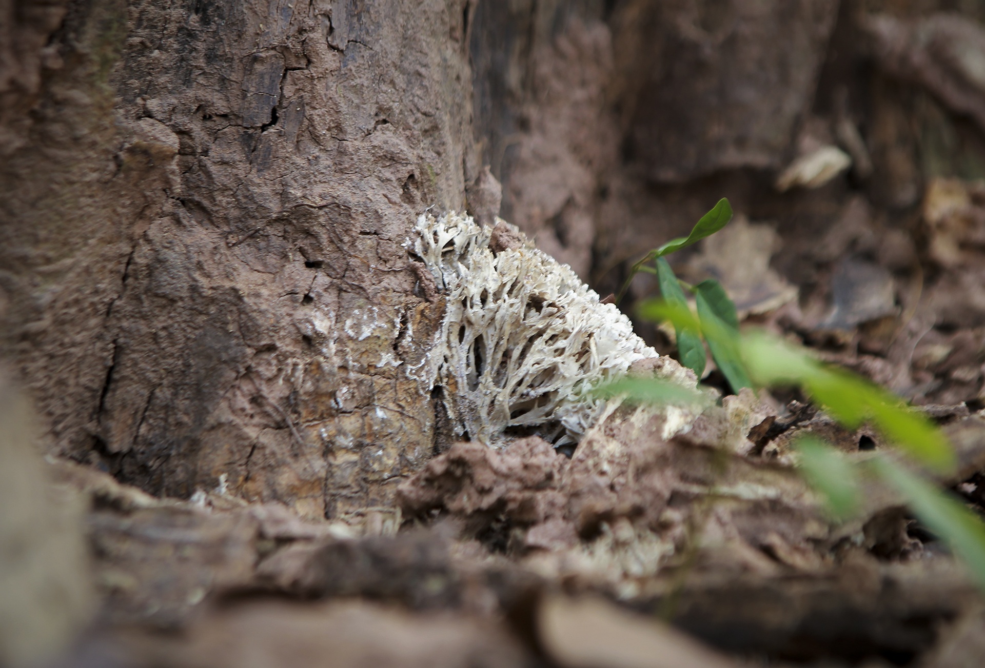 cay sua tram tuoi anh 8