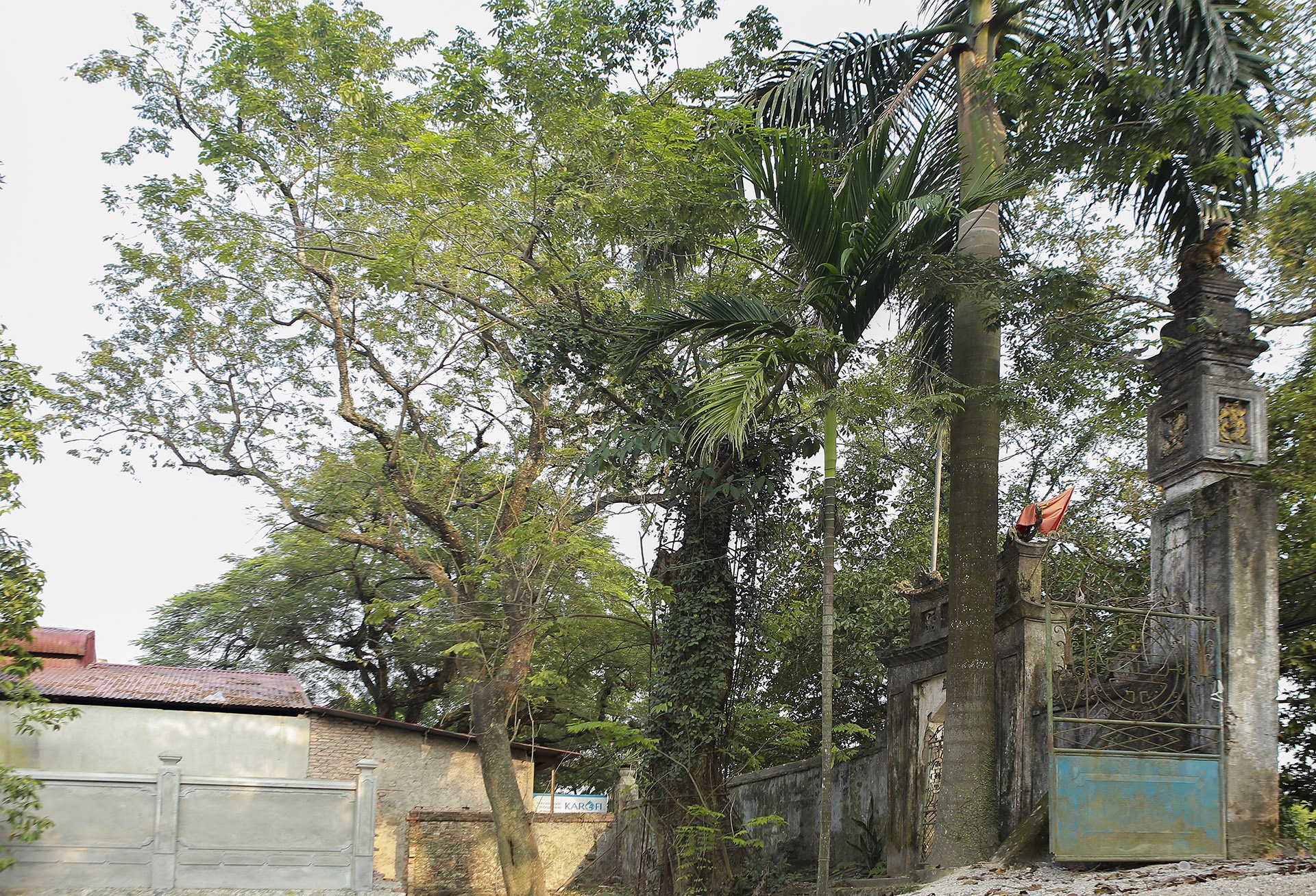 cay sua tram tuoi anh 12