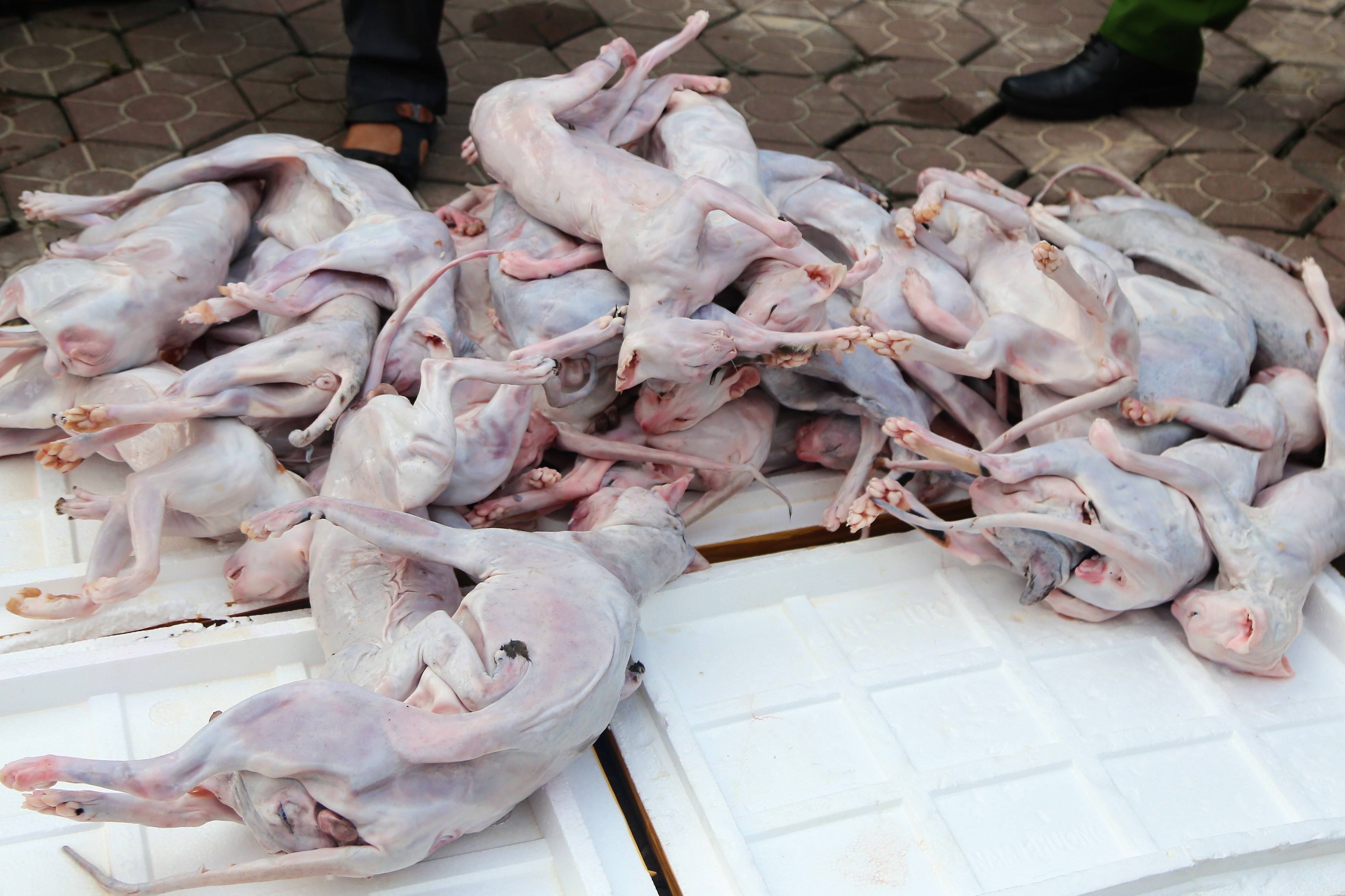 xe khách chở động vật không rõ nguồn gốc ảnh 2 xe khach cho dong vat khong ro nguon goc anh 2