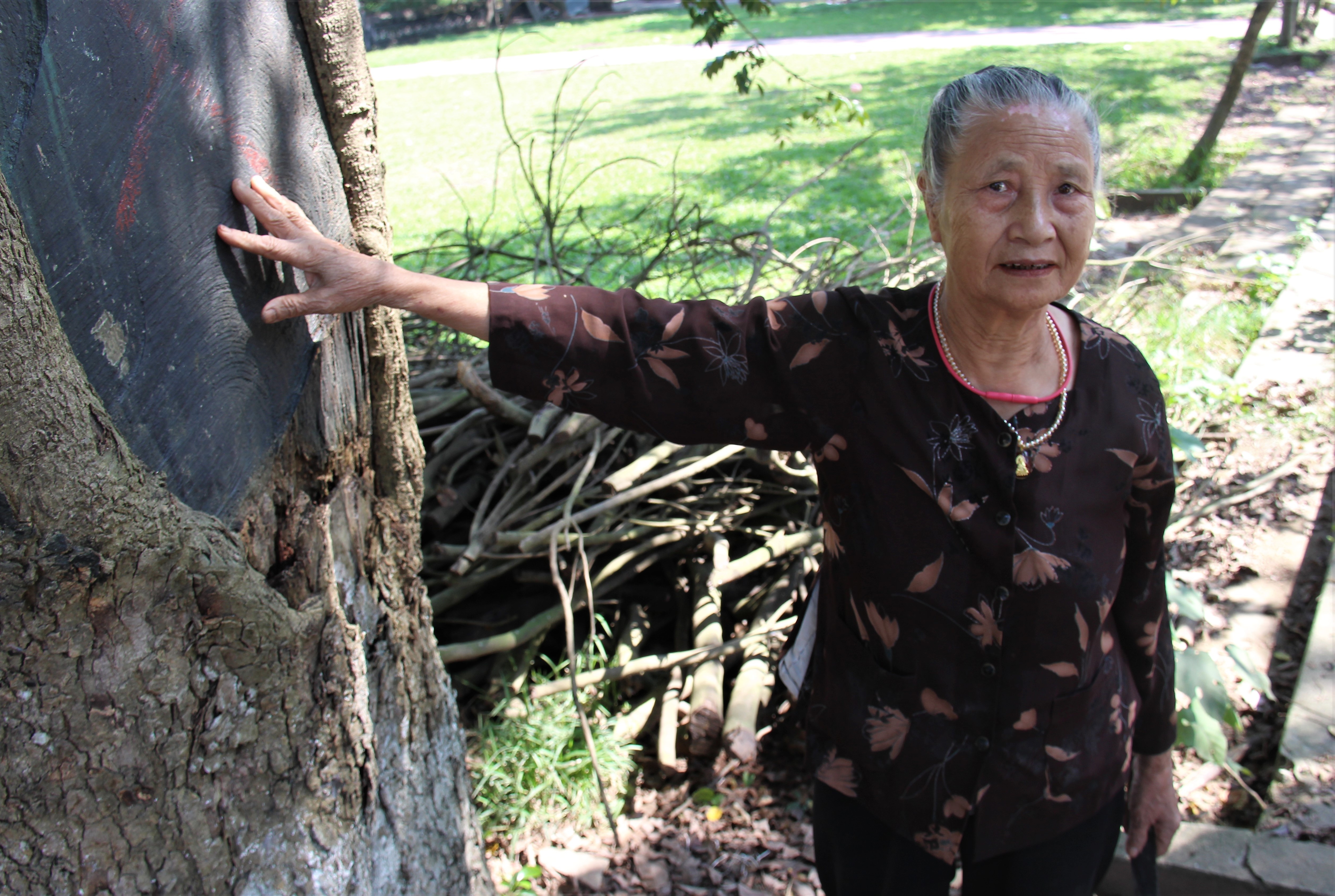 Dan lap chot canh giu 3 cay sua tram tuoi o dinh lang hinh anh