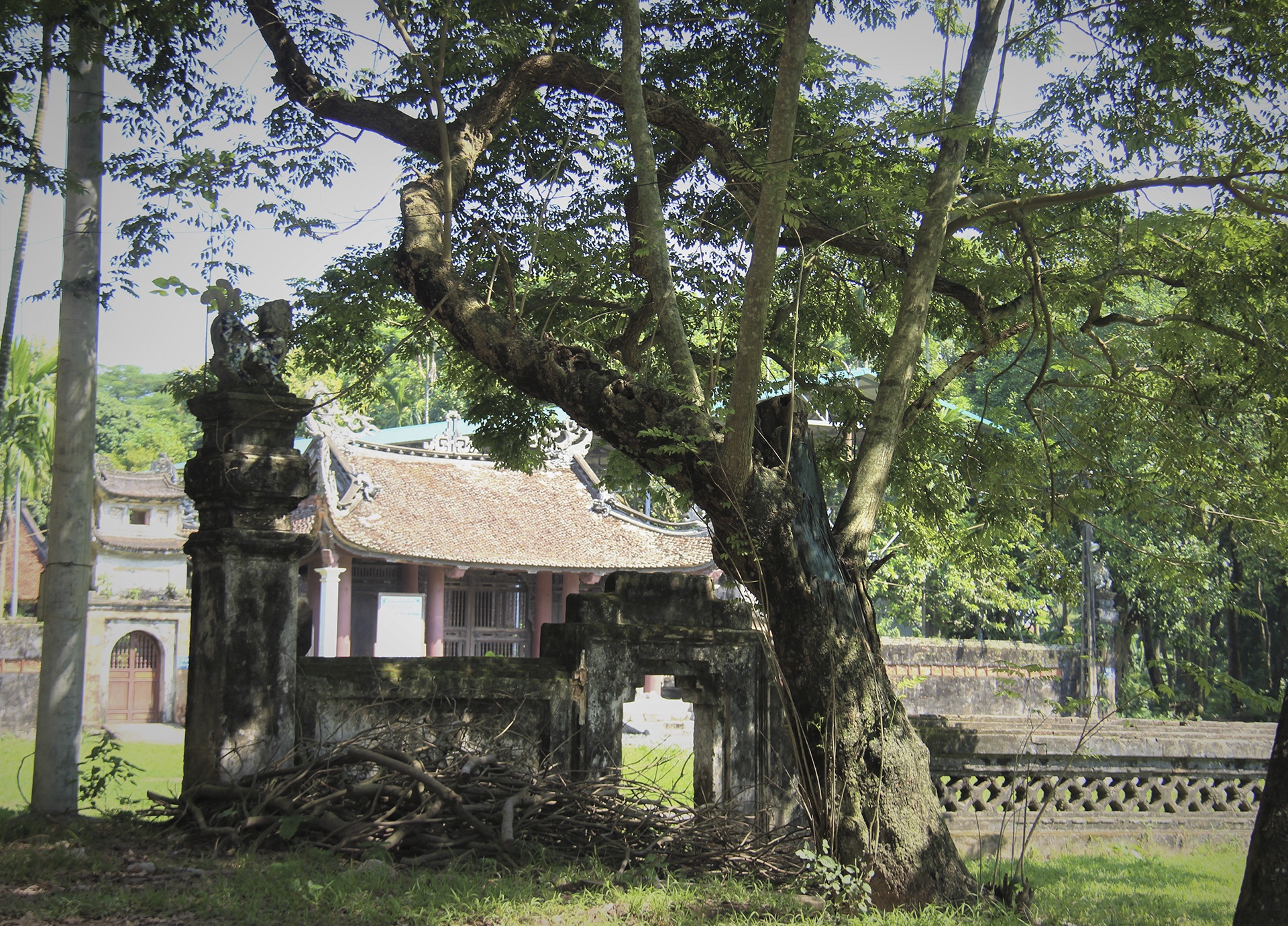 cay sua tram tuoi anh 2