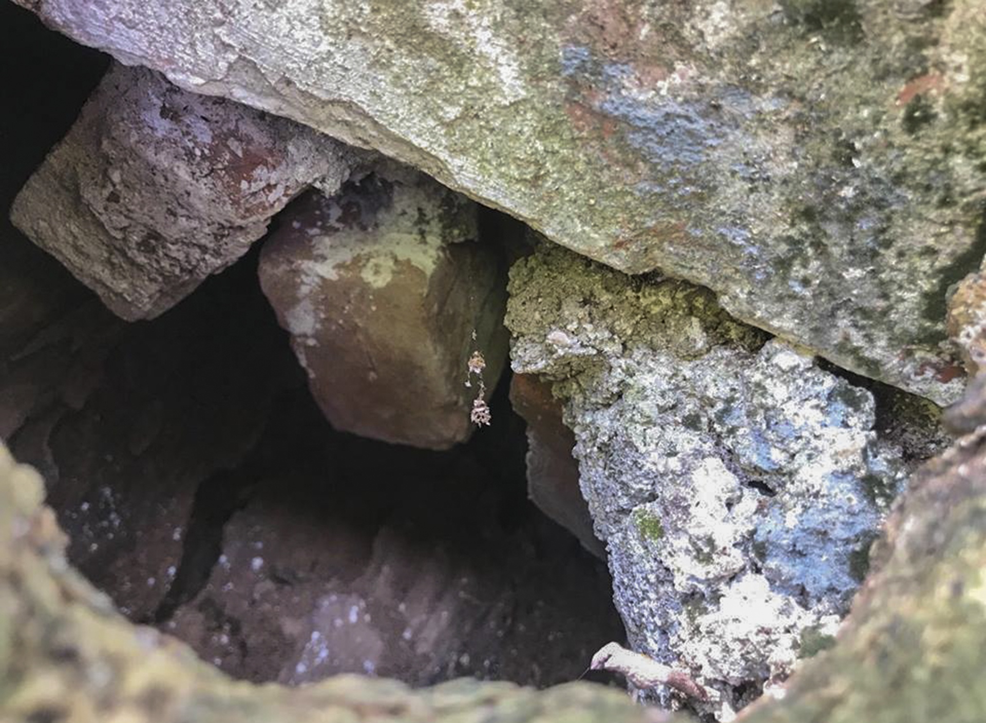 cay sua tram tuoi anh 8