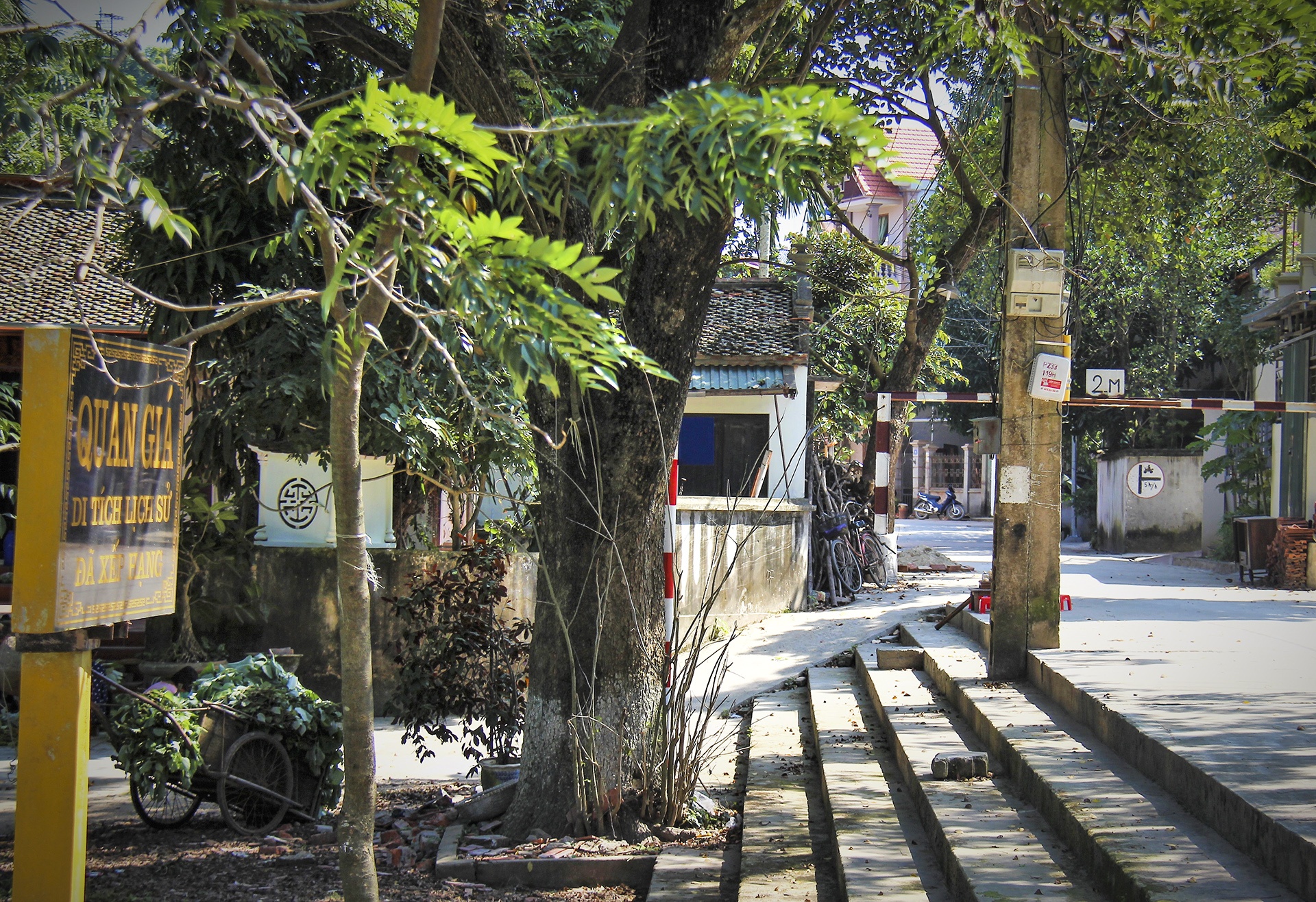 cay sua tram tuoi anh 1