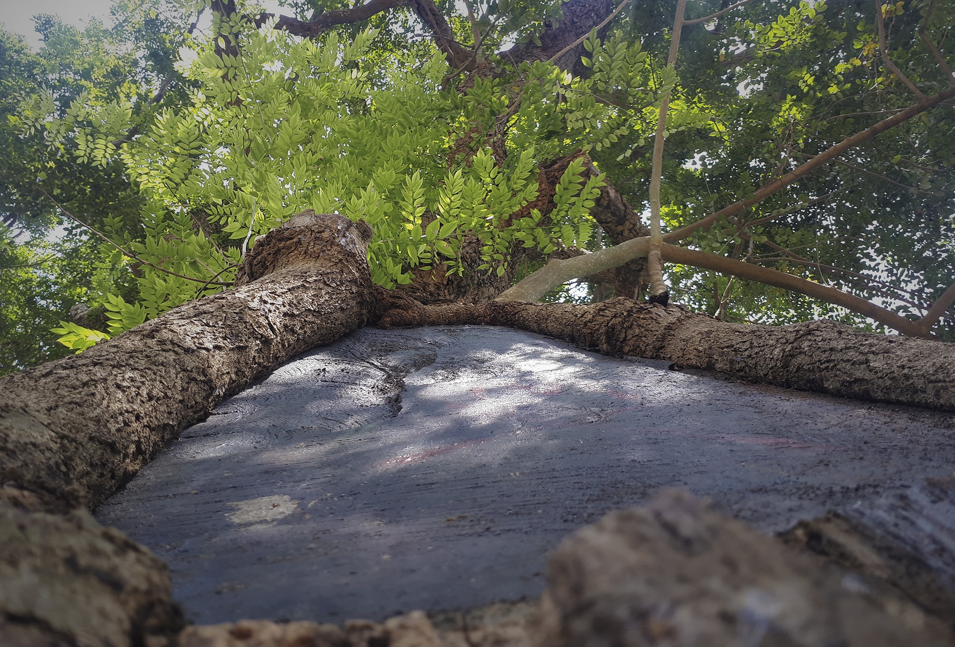 cay sua tram tuoi anh 6