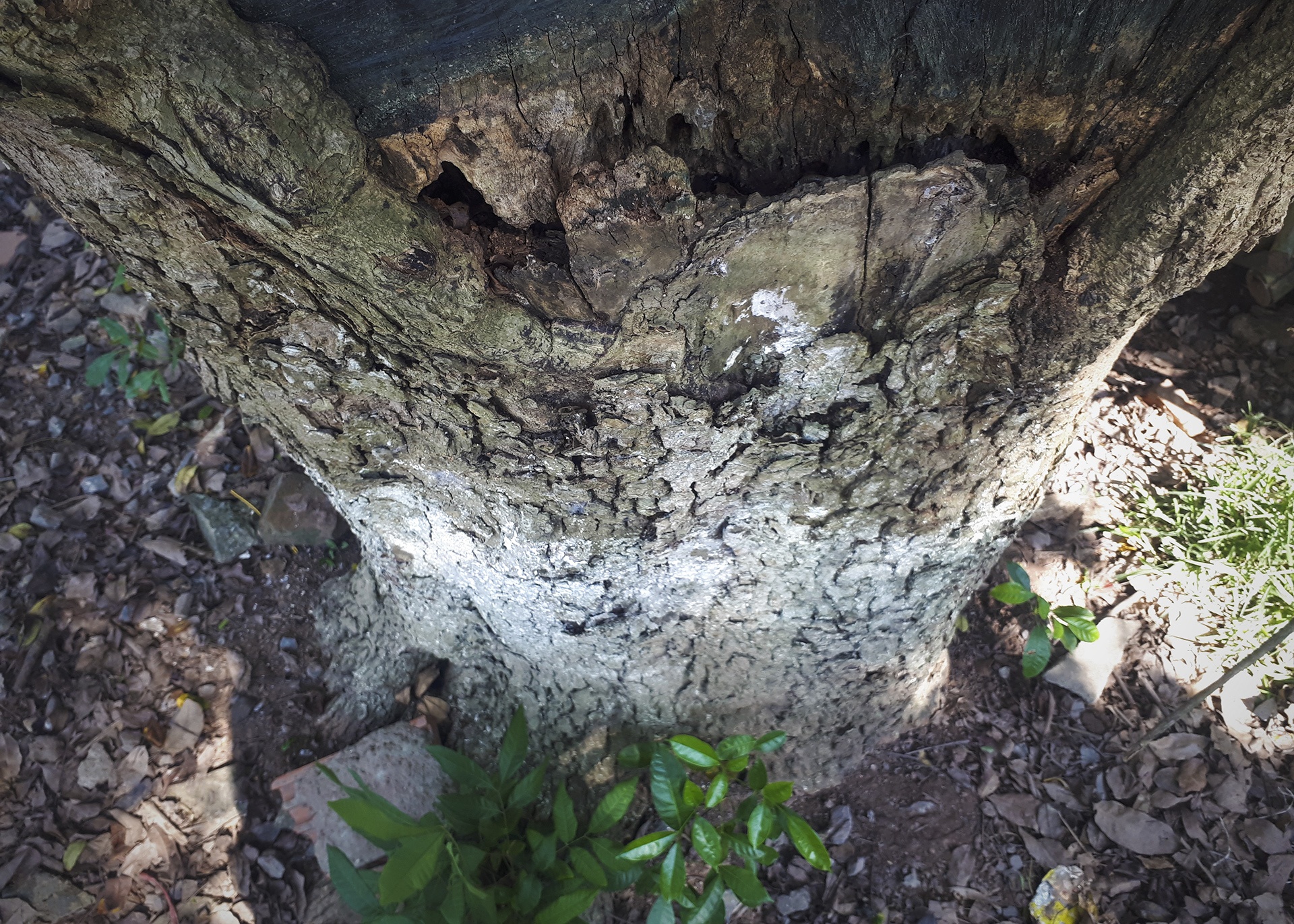 cay sua tram tuoi anh 4