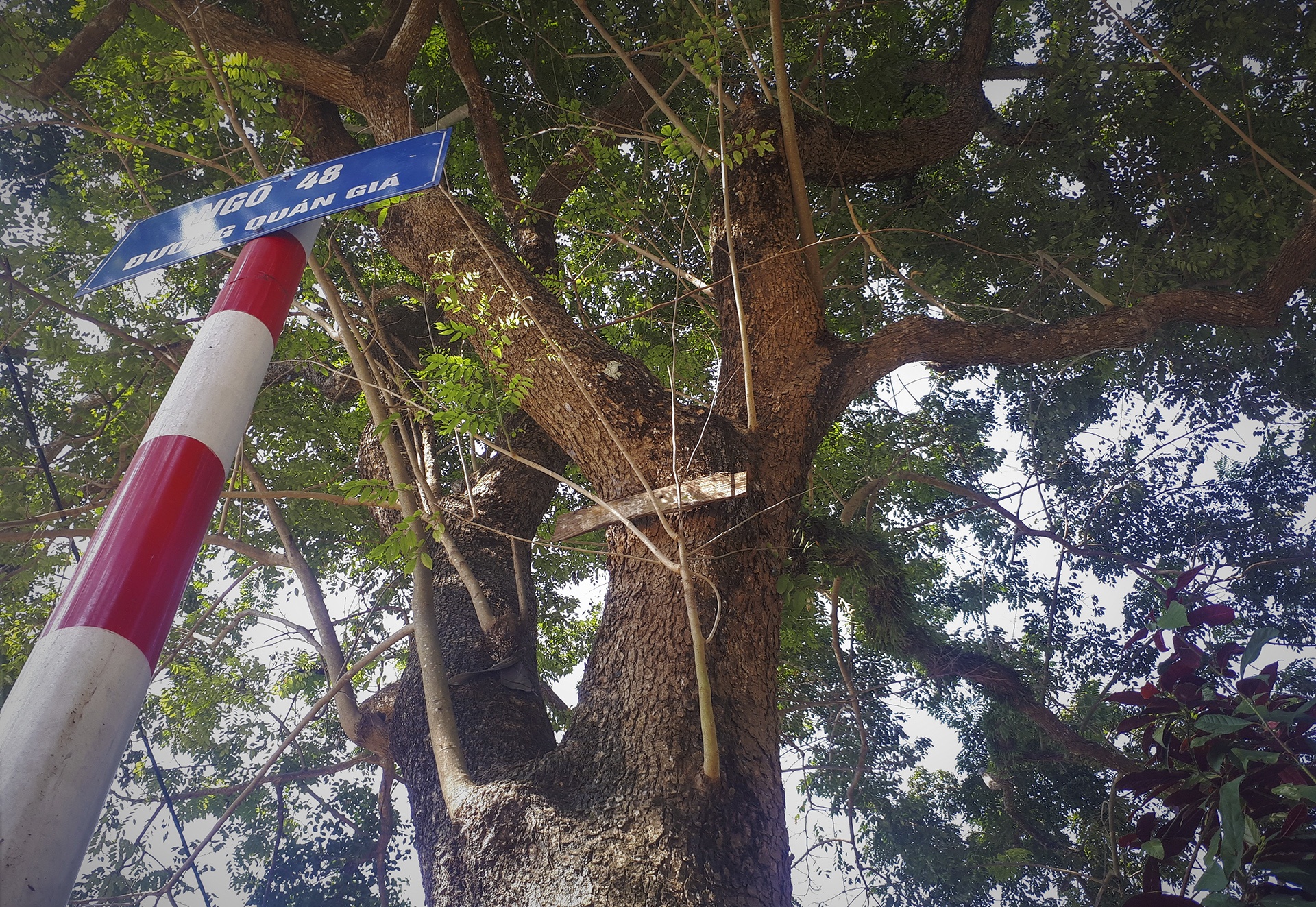 cay sua tram tuoi anh 3