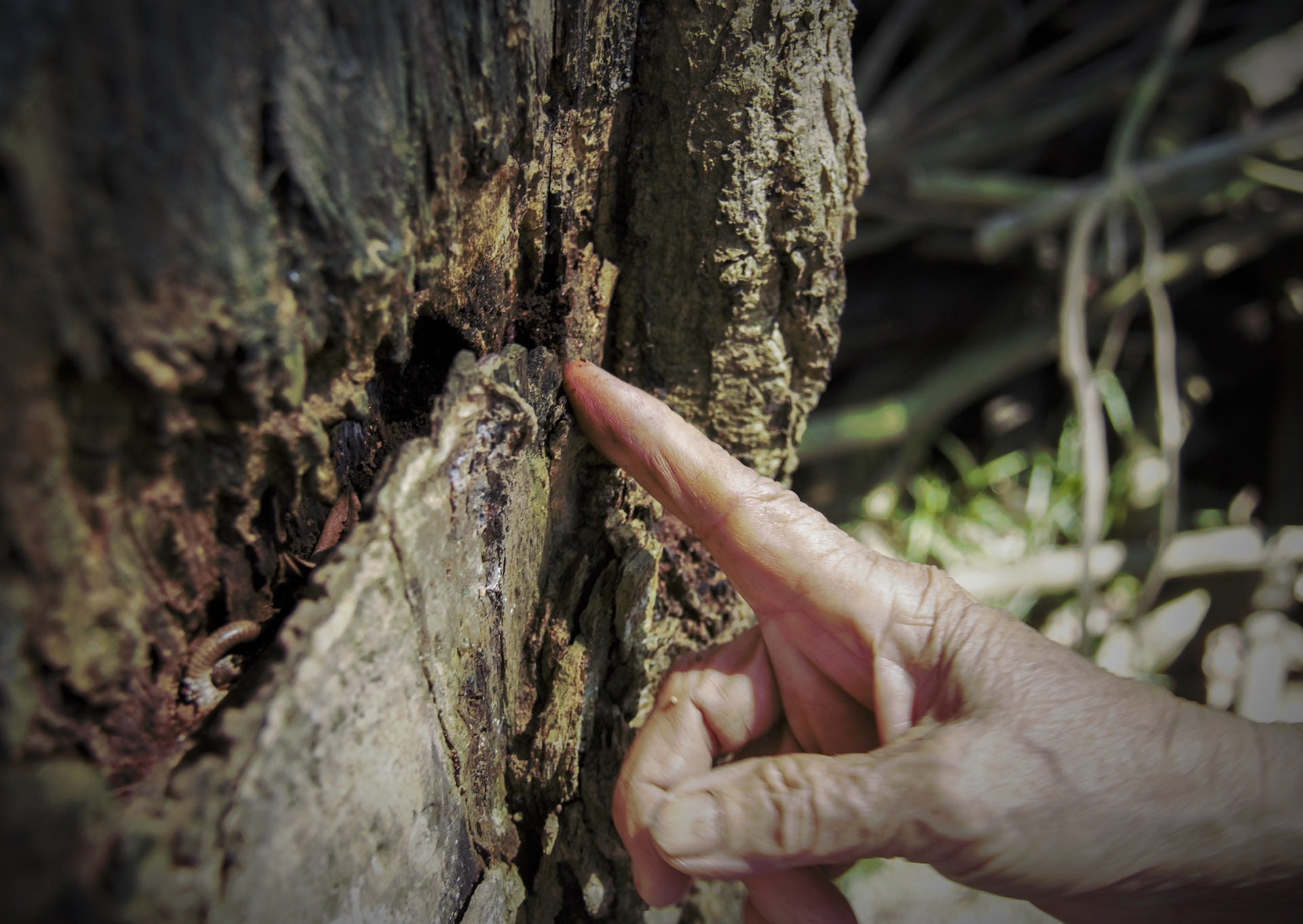 cay sua tram tuoi anh 7