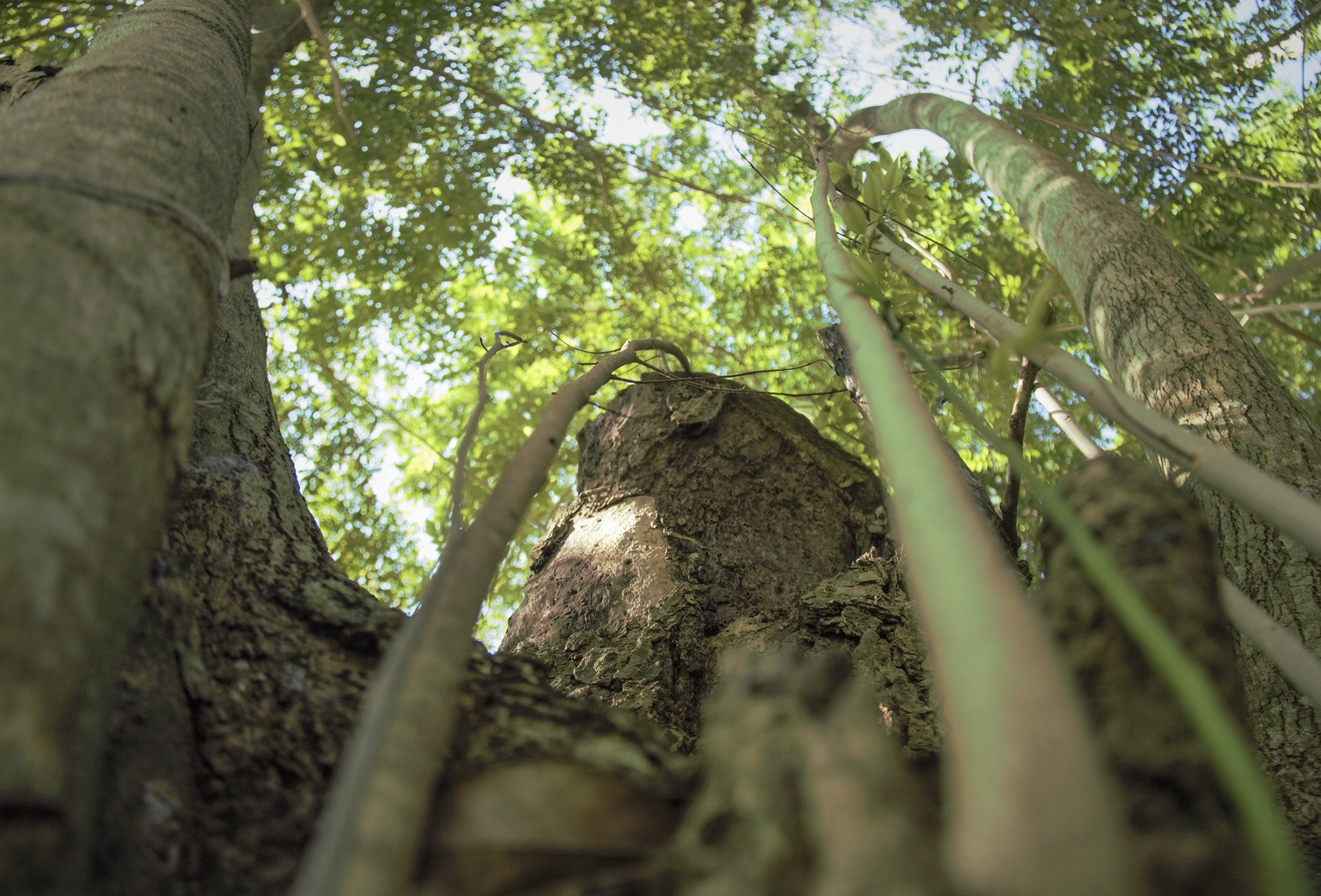 cay sua tram tuoi anh 9