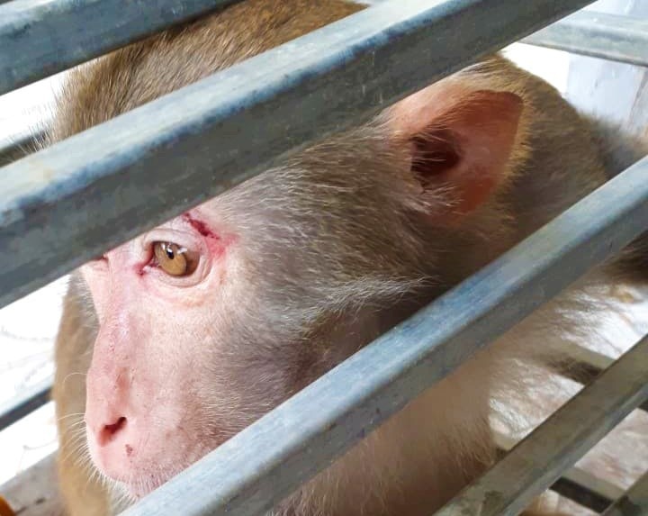 Nguoi dan mua khi vang ban giao cho co quan chuc nang hinh anh