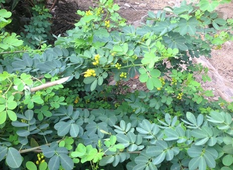 Vo chet, chong nguy kich nghi do uong nuoc la cay hinh anh