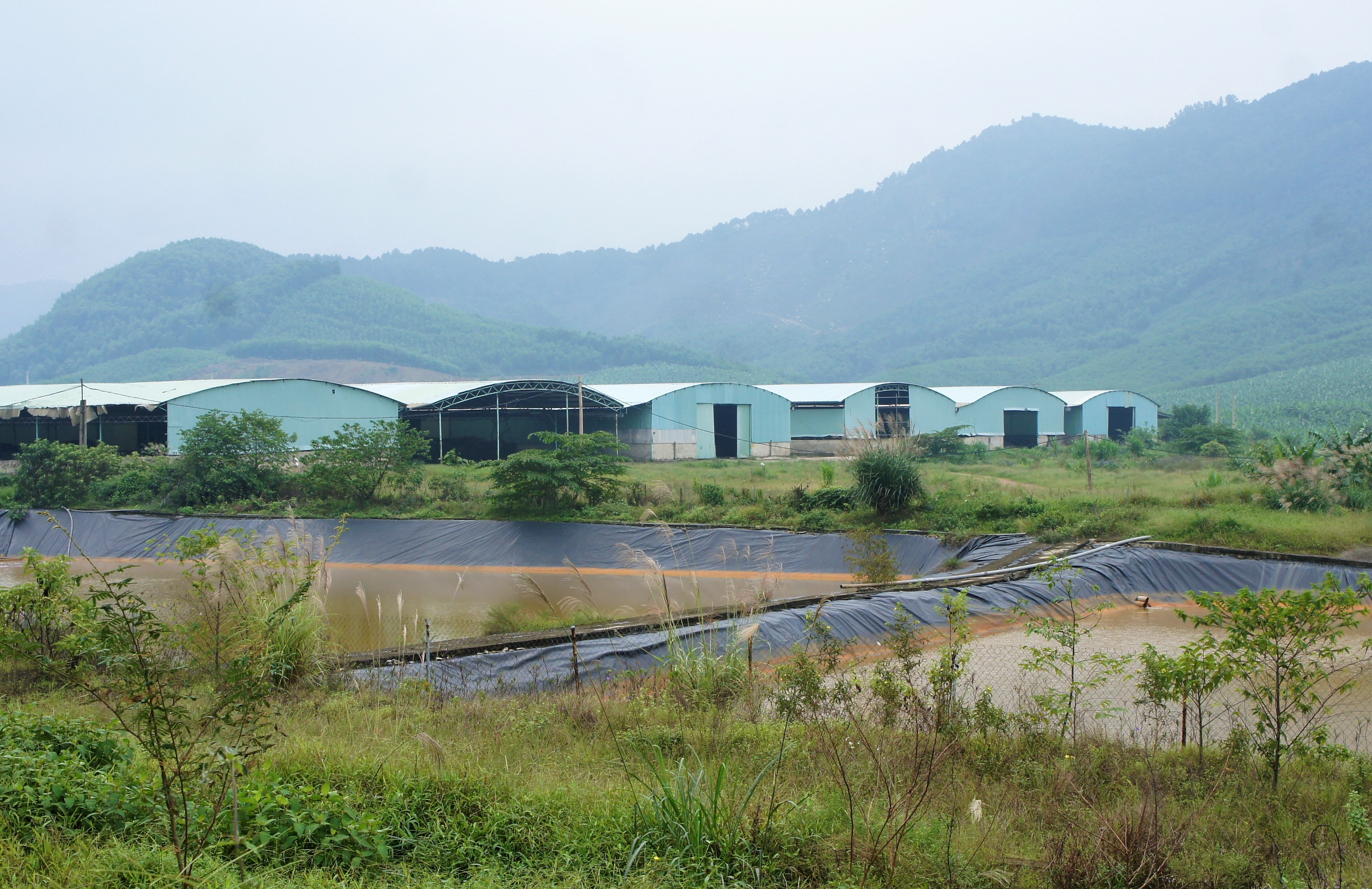 Du an chan nuoi bo Binh Ha anh 7