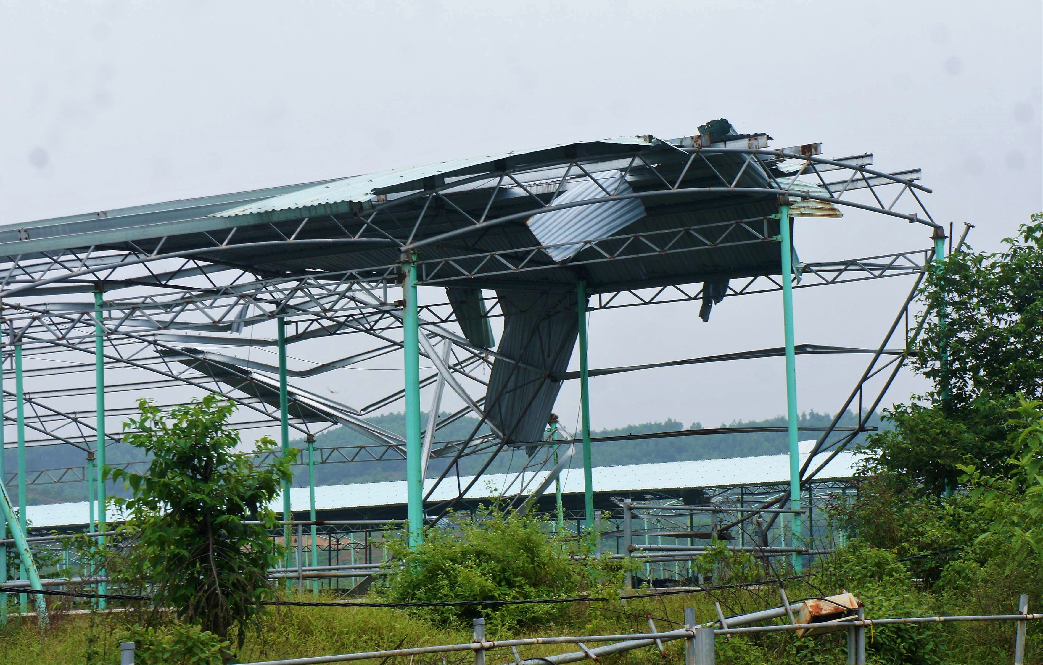 Du an chan nuoi bo Binh Ha anh 6