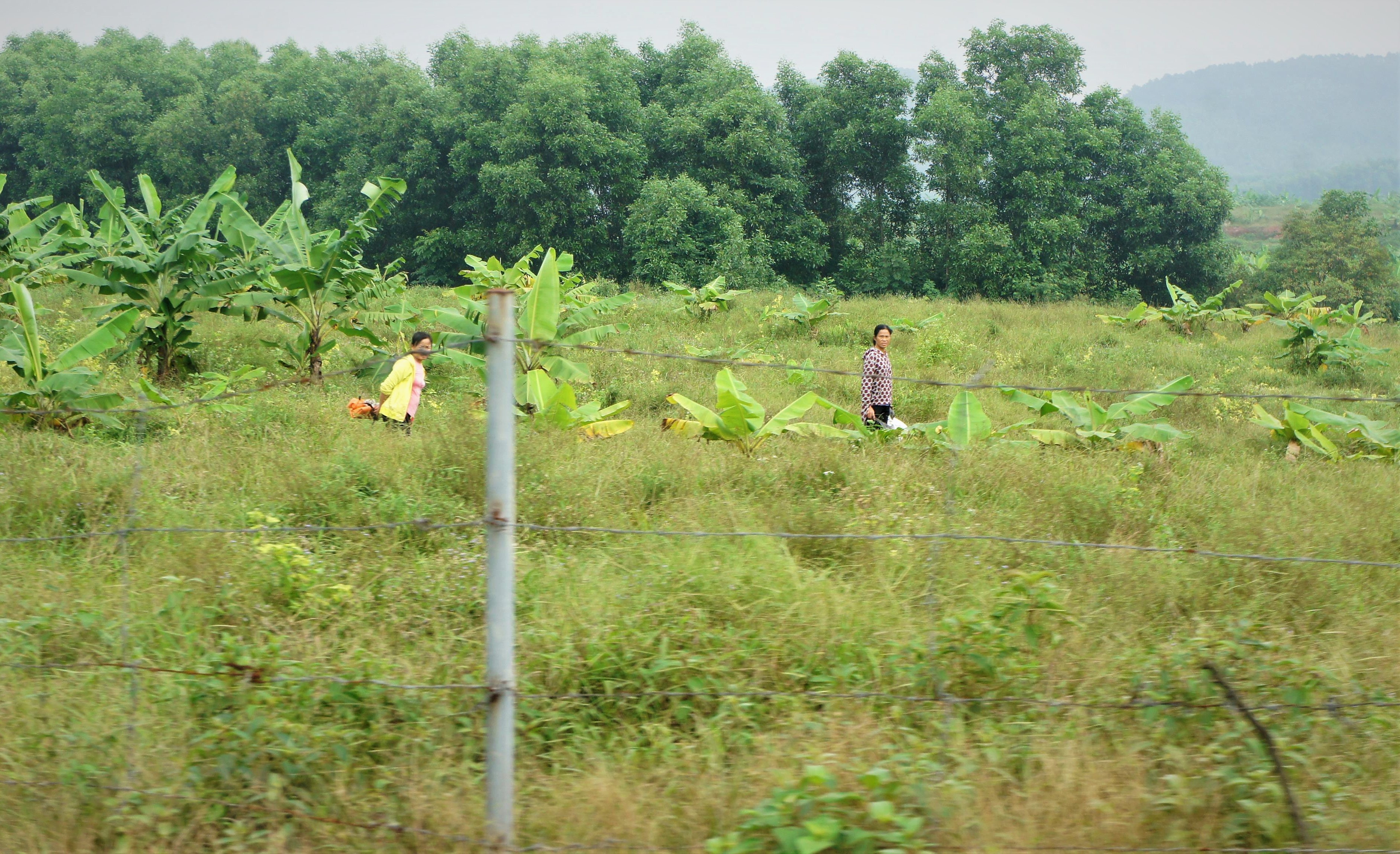 Du an chan nuoi bo Binh Ha anh 11