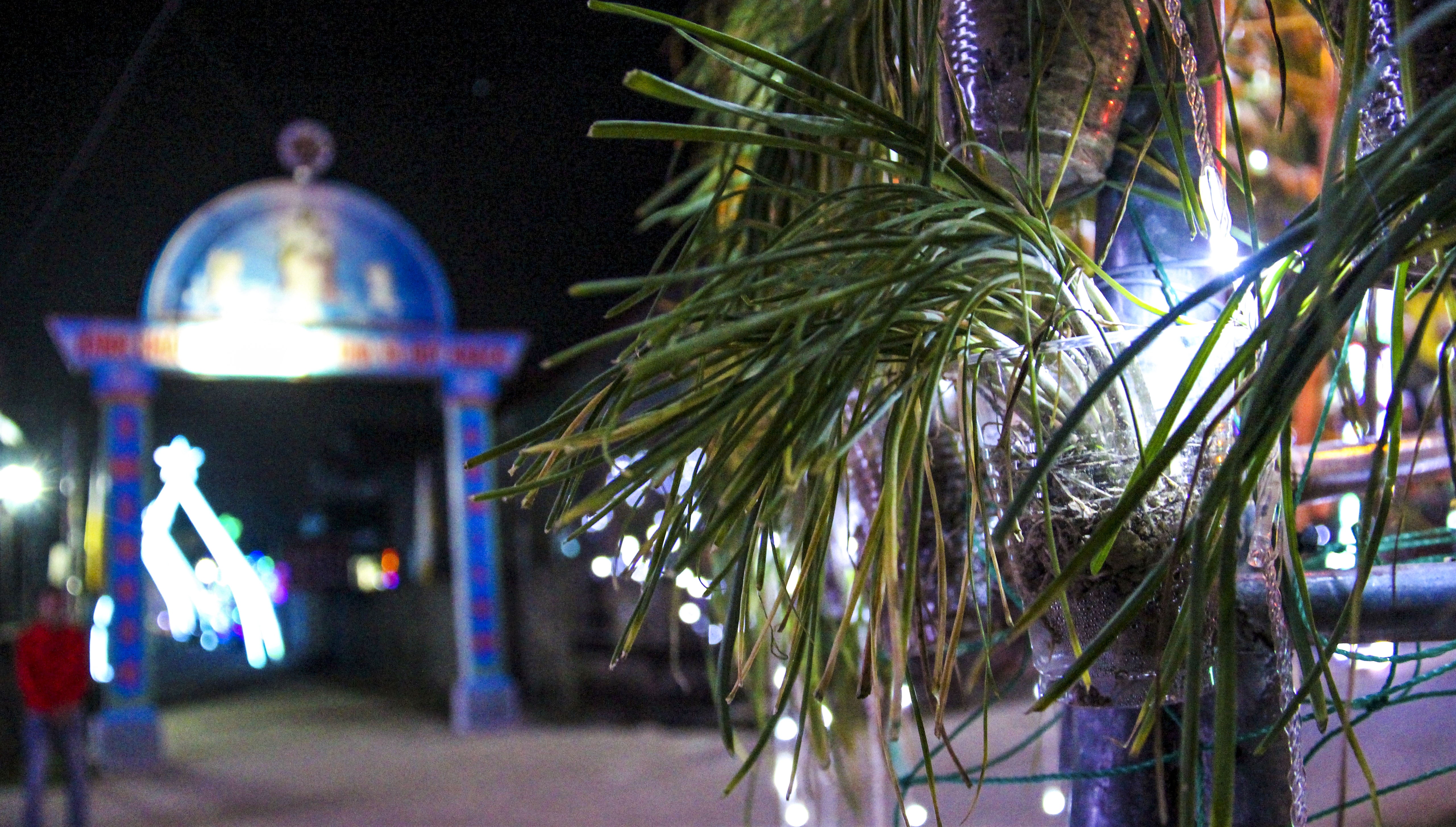 Cay thong noel bang hanh tam anh 11