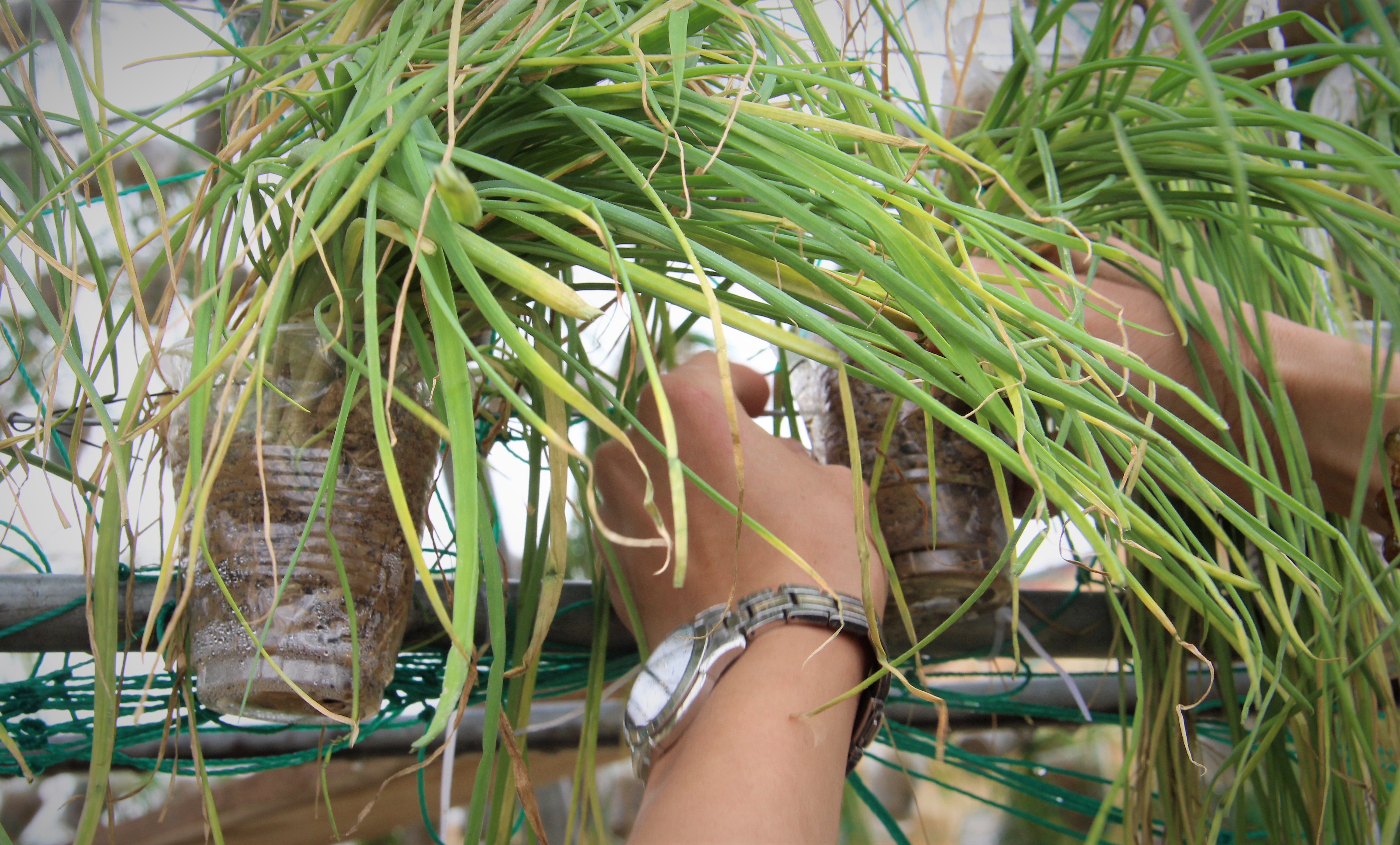 Cay thong noel bang hanh tam anh 8