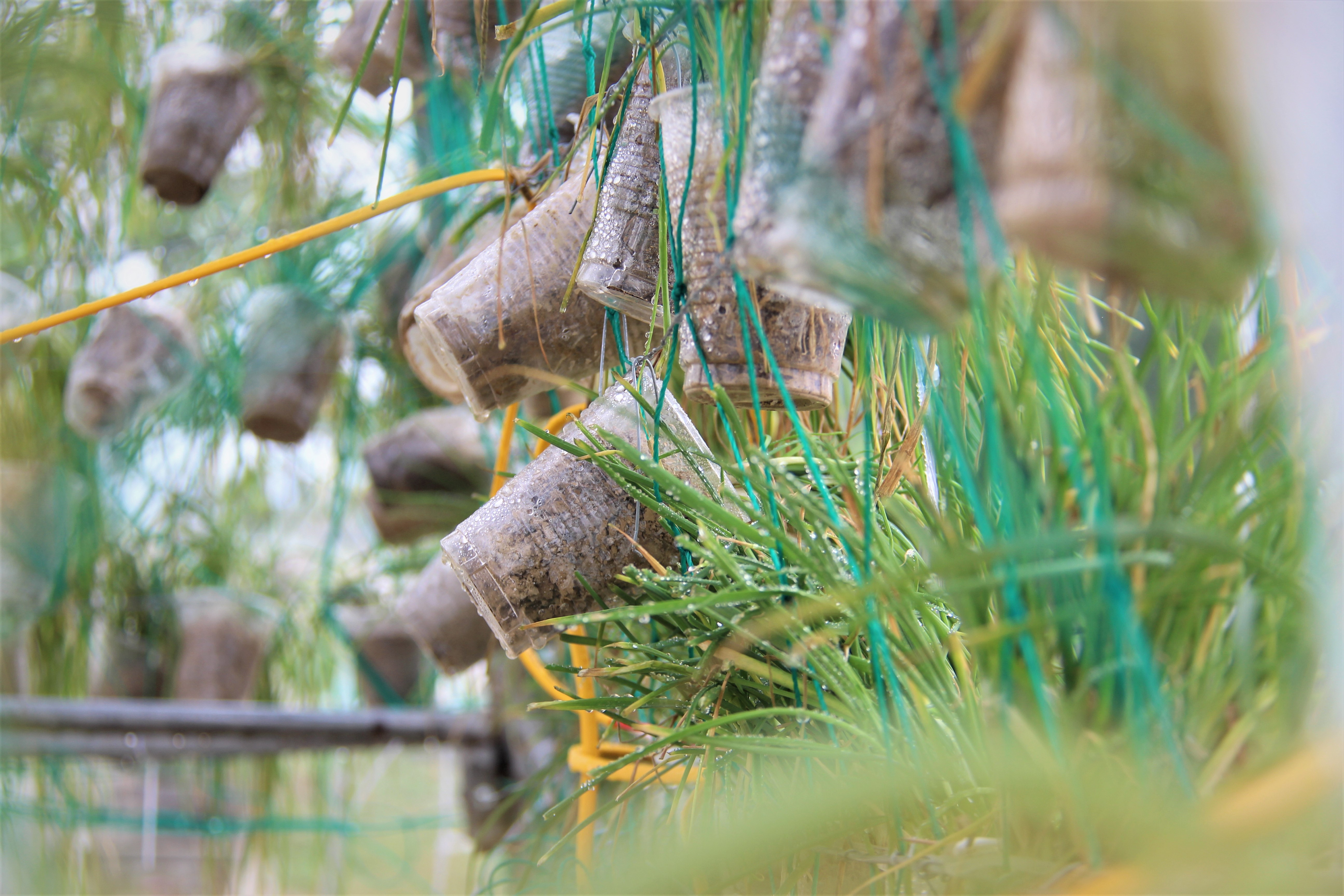 Cay thong Noel ket tu 8.000 bau hanh tam doc nhat xu Nghe hinh anh