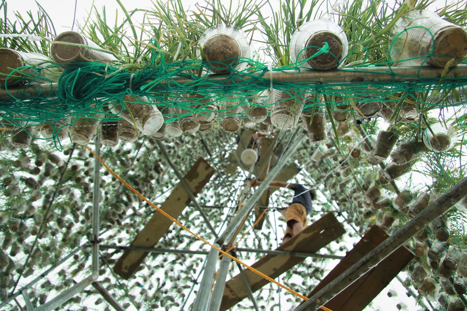 Cay thong noel bang hanh tam anh 2