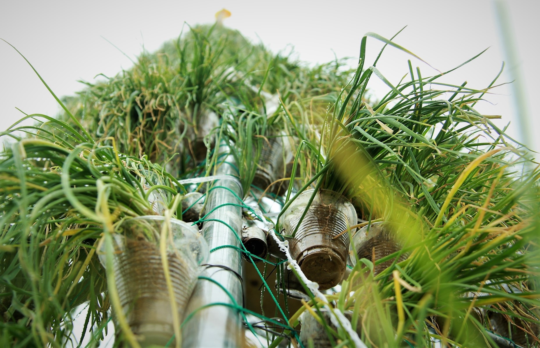 Cay thong noel bang hanh tam anh 3