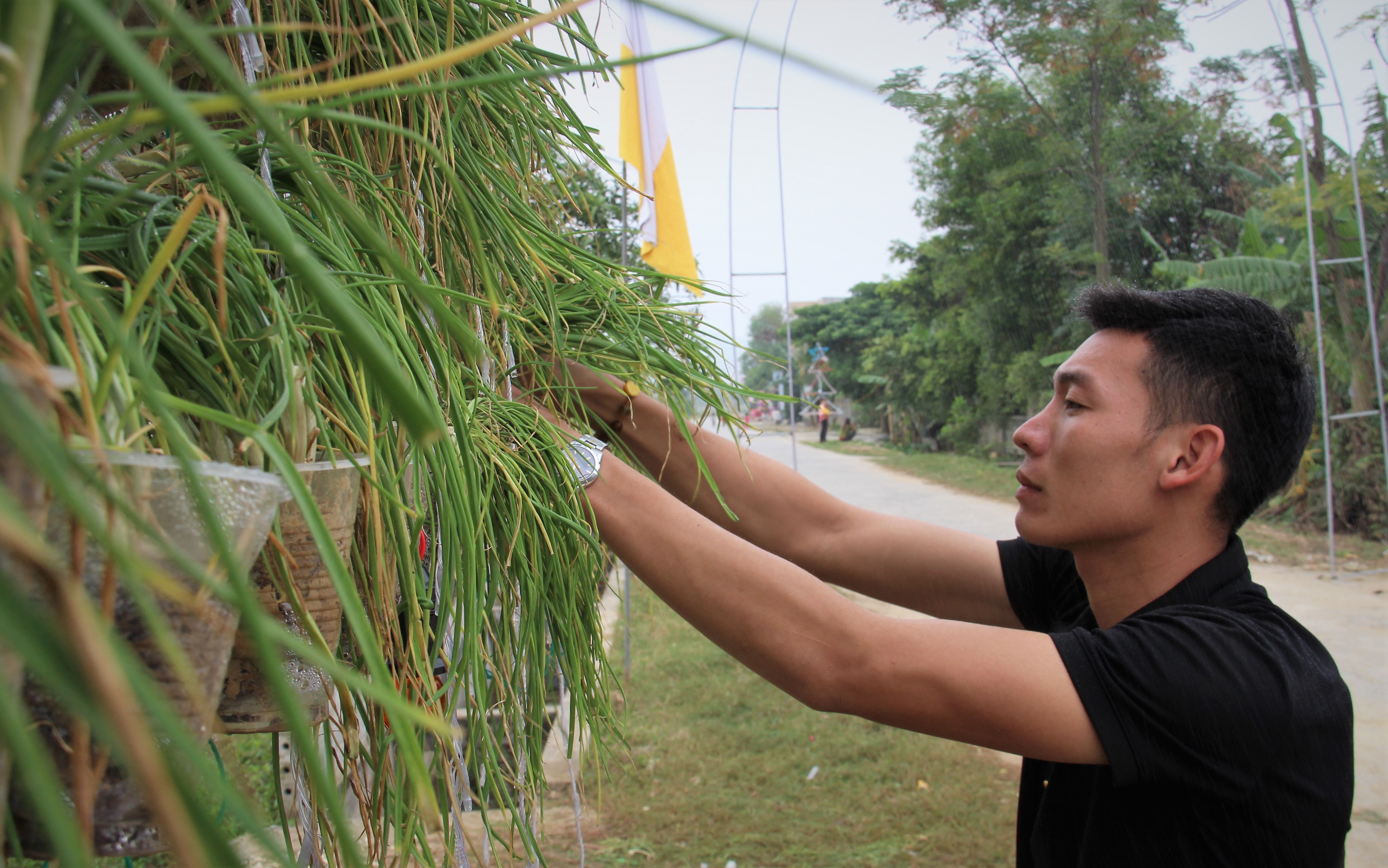 Cay thong noel bang hanh tam anh 6