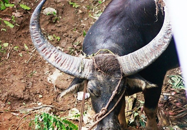 Hai con trau huc chu tu vong hinh anh