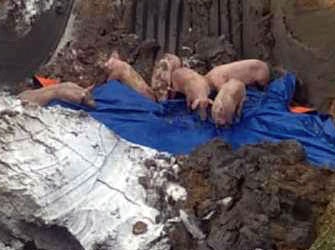 Ngan chan gan 100 con lon lo mom long mong tren duong di tieu thu hinh anh