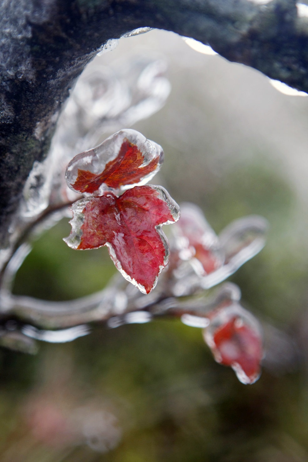 băng tuyết ở mẫu sơn ảnh 11 bang tuyet o mau son anh 11