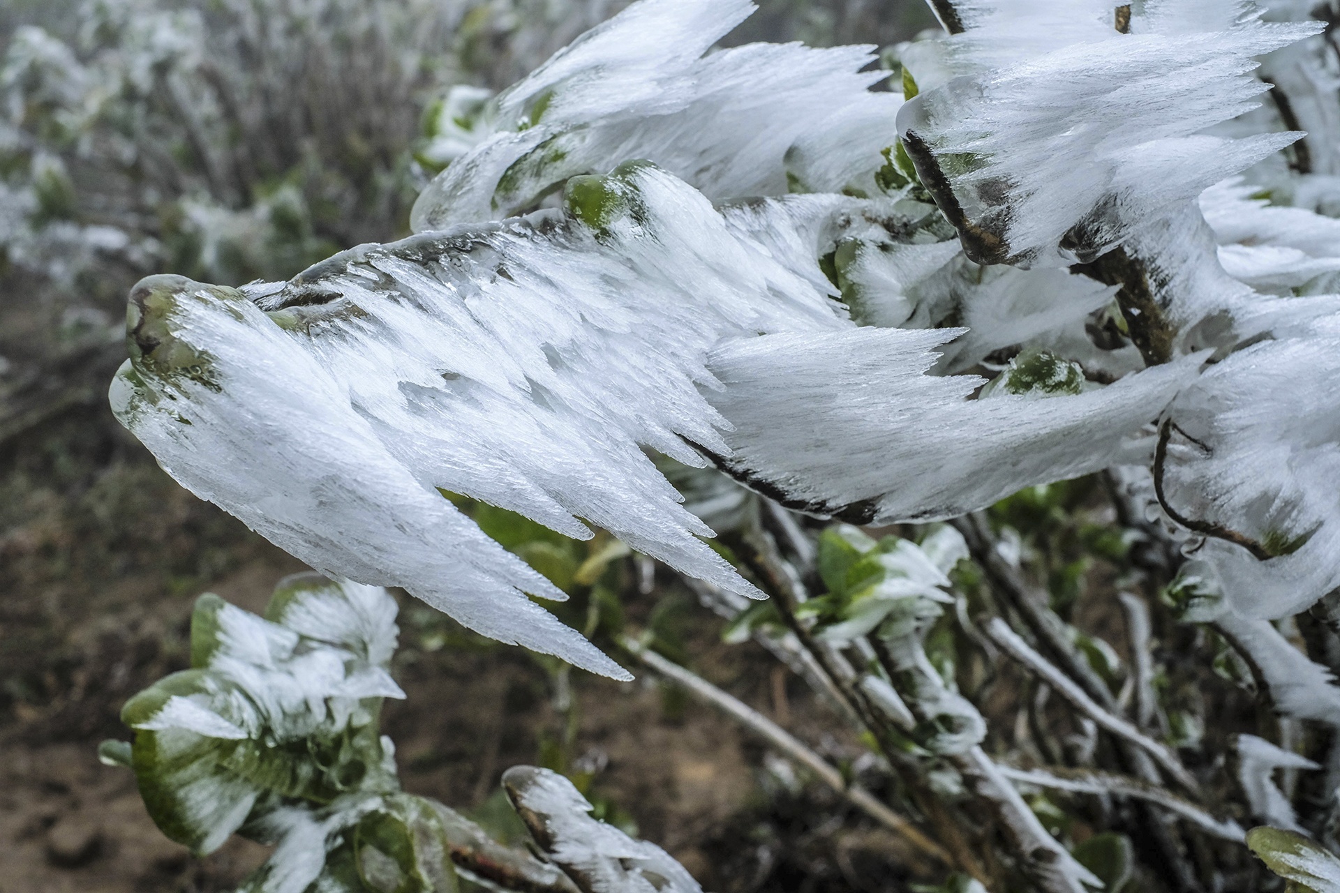 băng tuyết ở mẫu sơn ảnh 12 bang tuyet o mau son anh 12