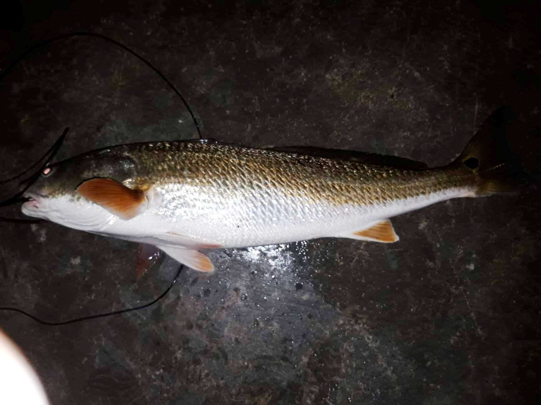 Ca la nghi su vang nang 5 kg dinh luoi ngu dan hinh anh