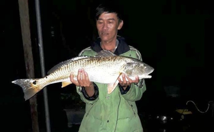 cá sủ vàng ảnh 1 ca su vang anh 1