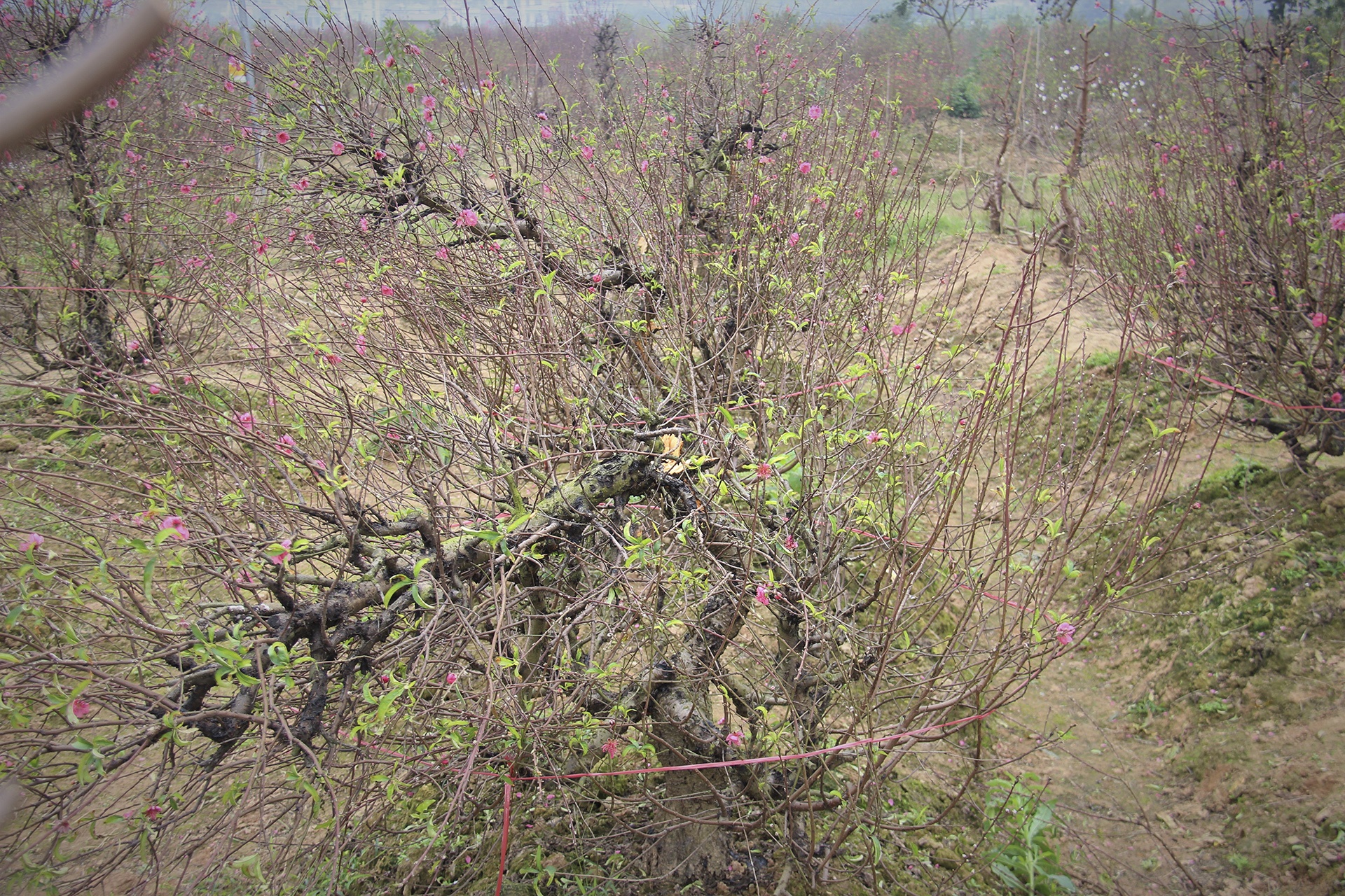 dao bi ke gian chat pha anh 2