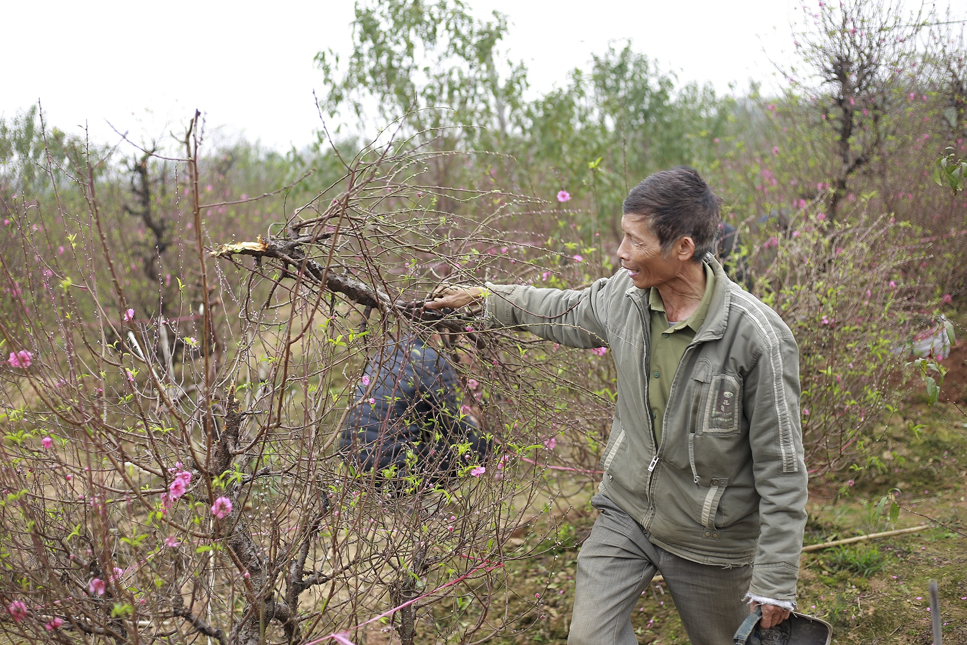 Chặt phá đào Bắc Ninh ảnh 1 Chat pha dao Bac Ninh anh 1